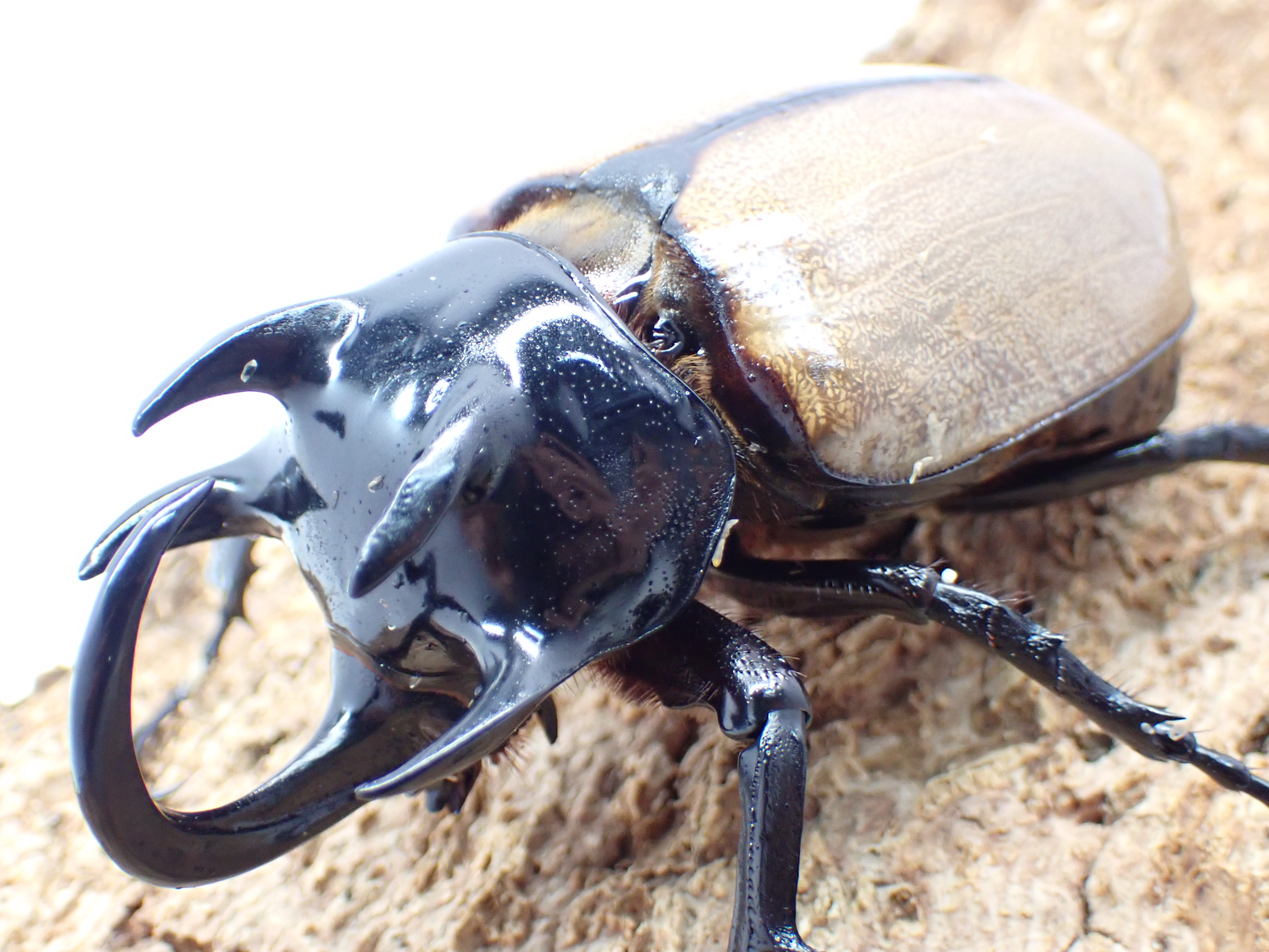 【WF1】ゴホンヅノカブト　ペア