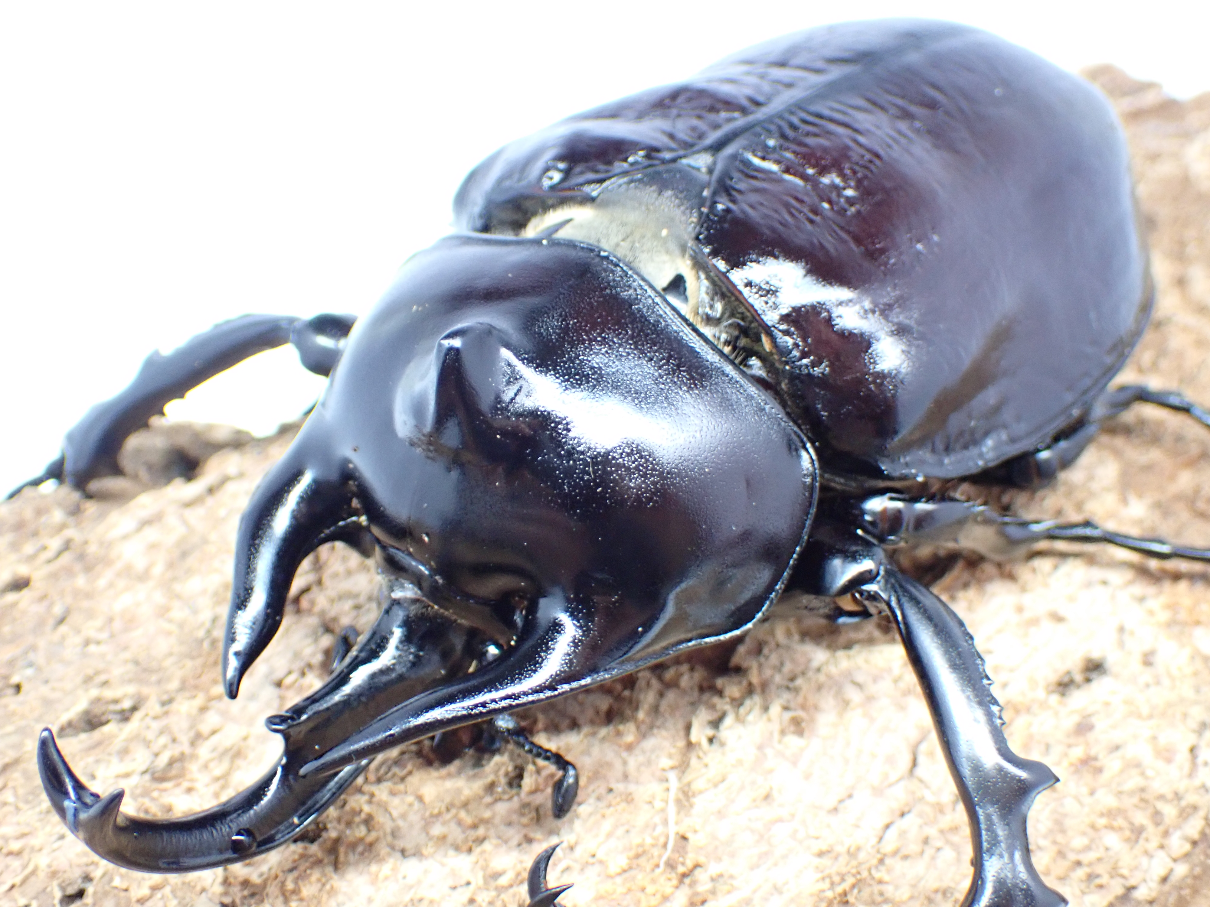 【セール】レックスゾウカブト(アクティオンゾウカブト)　ペア