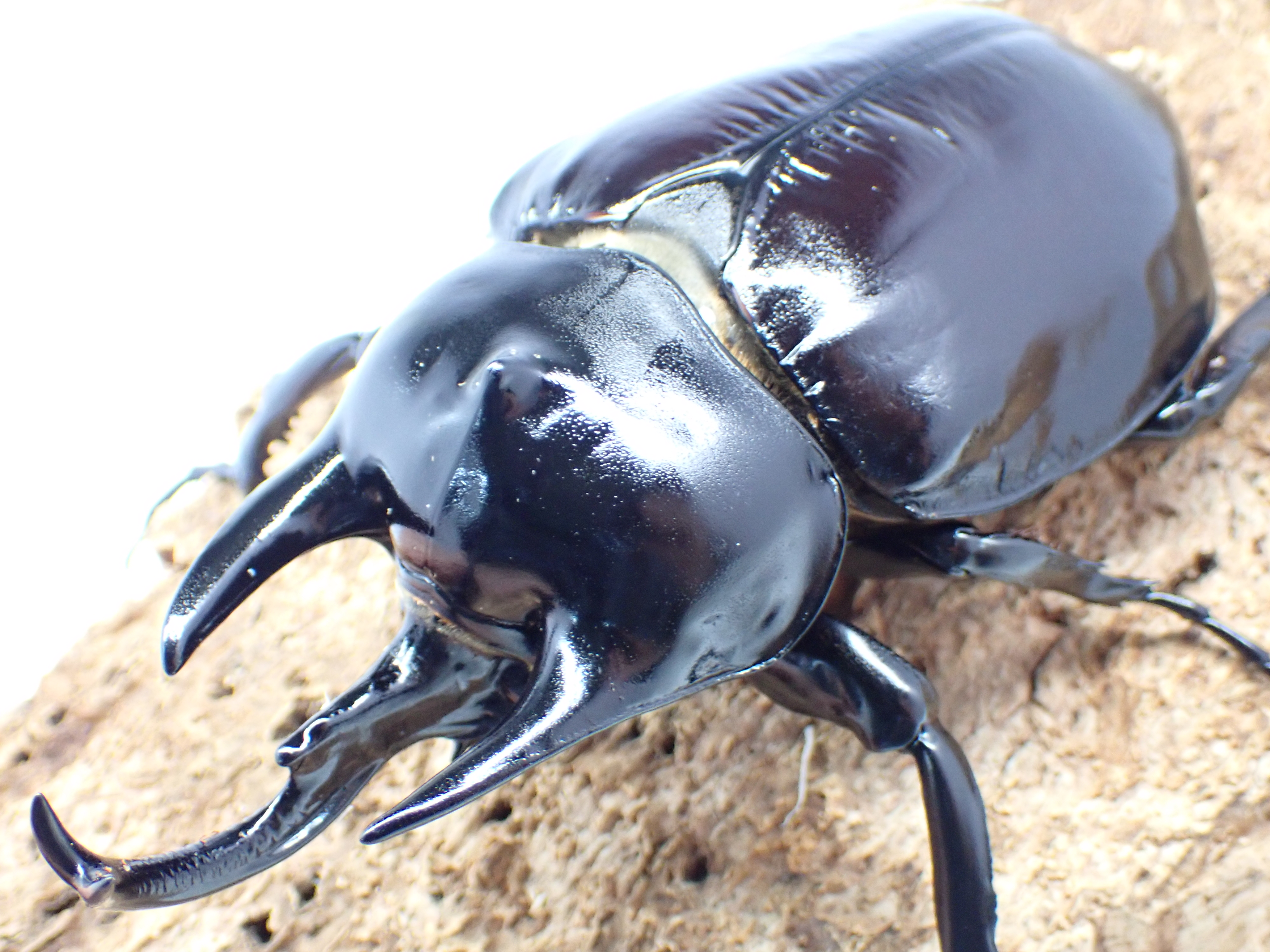 【セール】【大型】レックスゾウカブト(アクティオンゾウカブト)　ペア