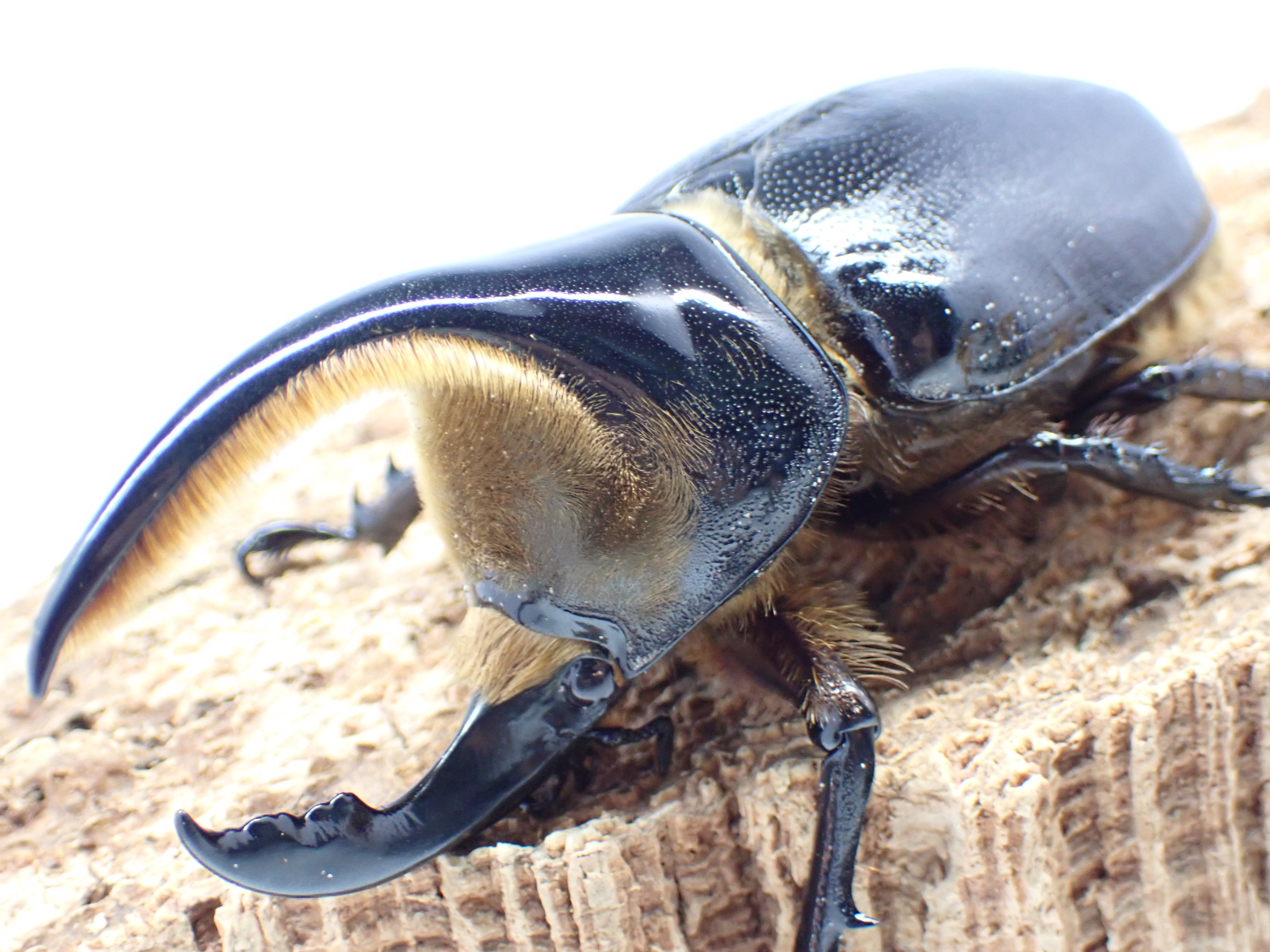 【セール】サタンオオカブト　ペア