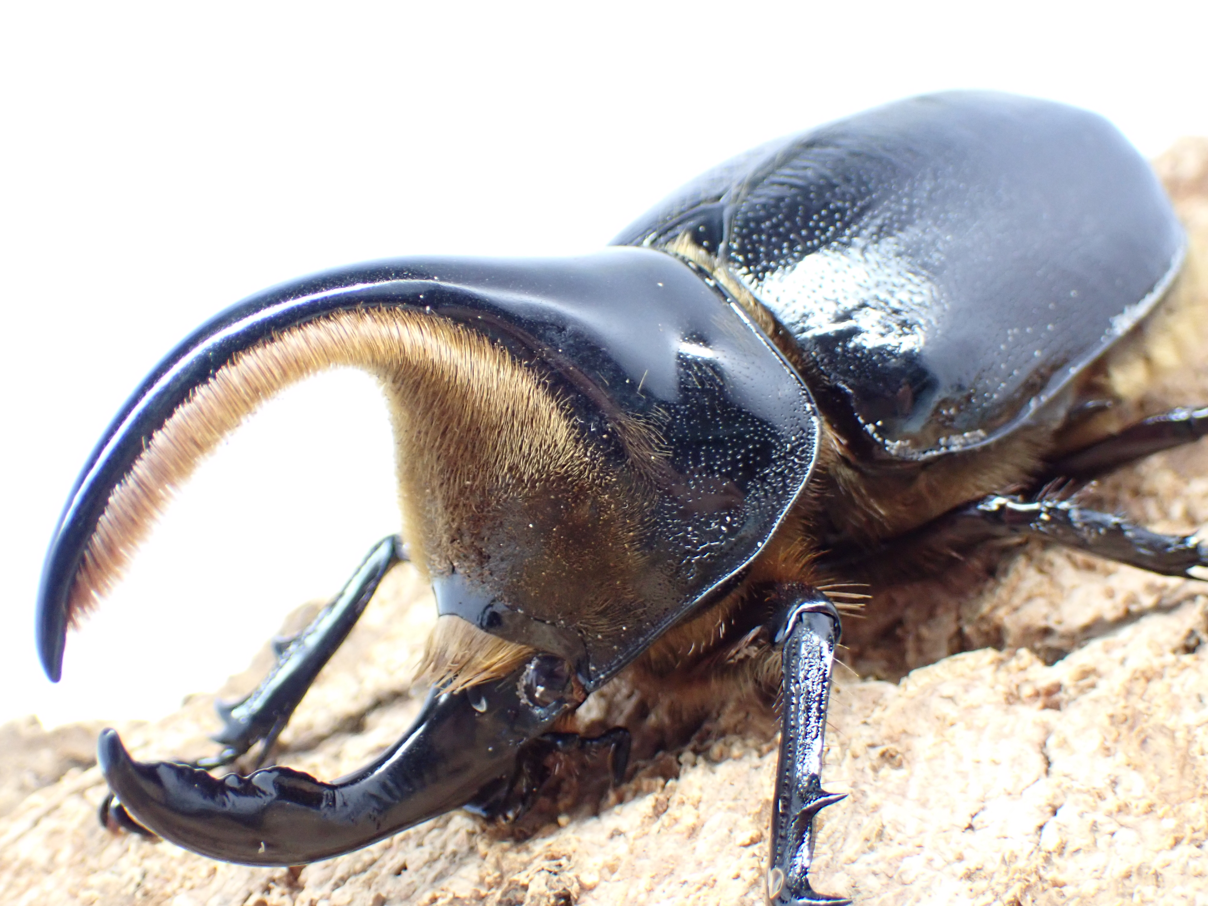 【セール】サタンオオカブト　ペア