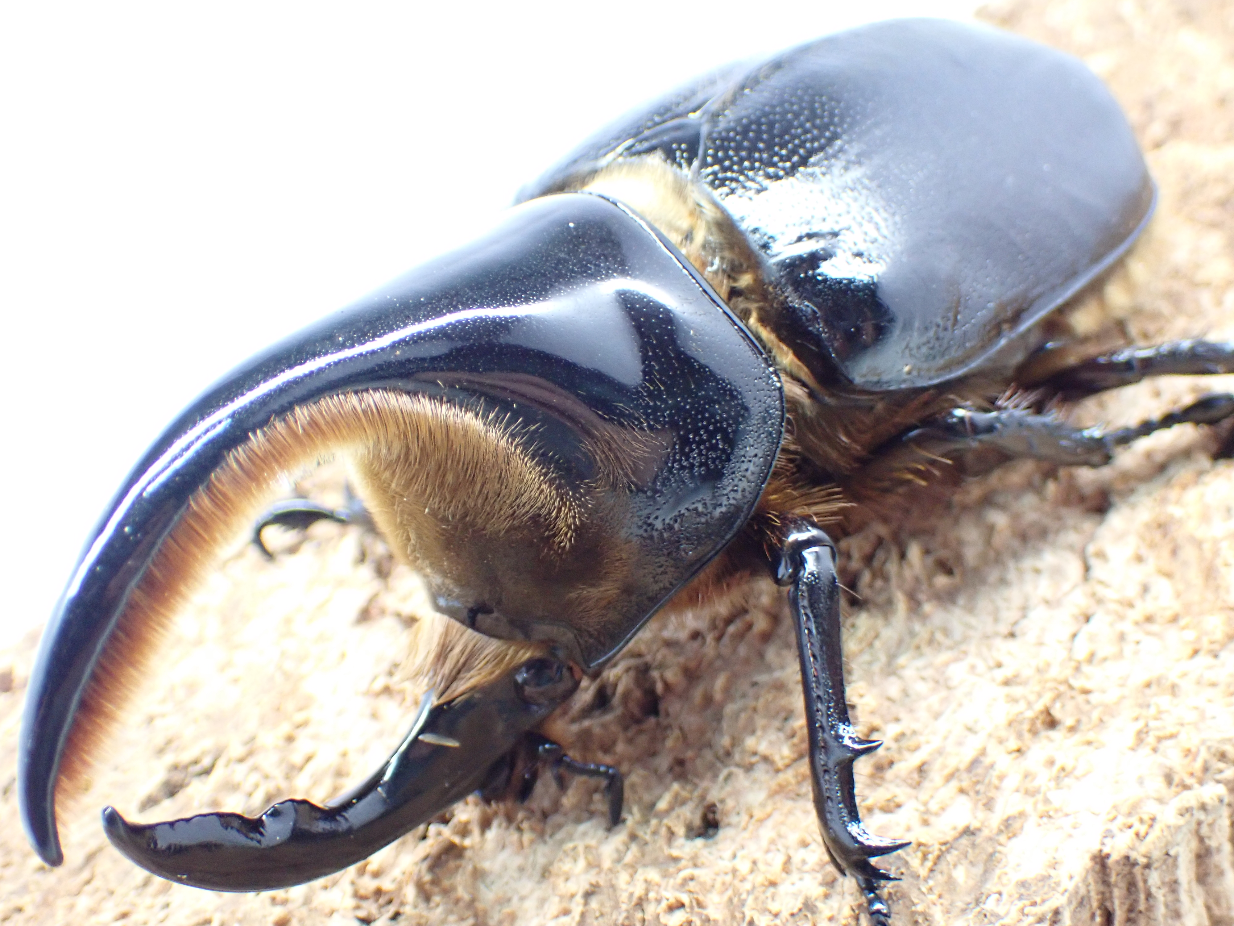 【セール】サタンオオカブト　ペア