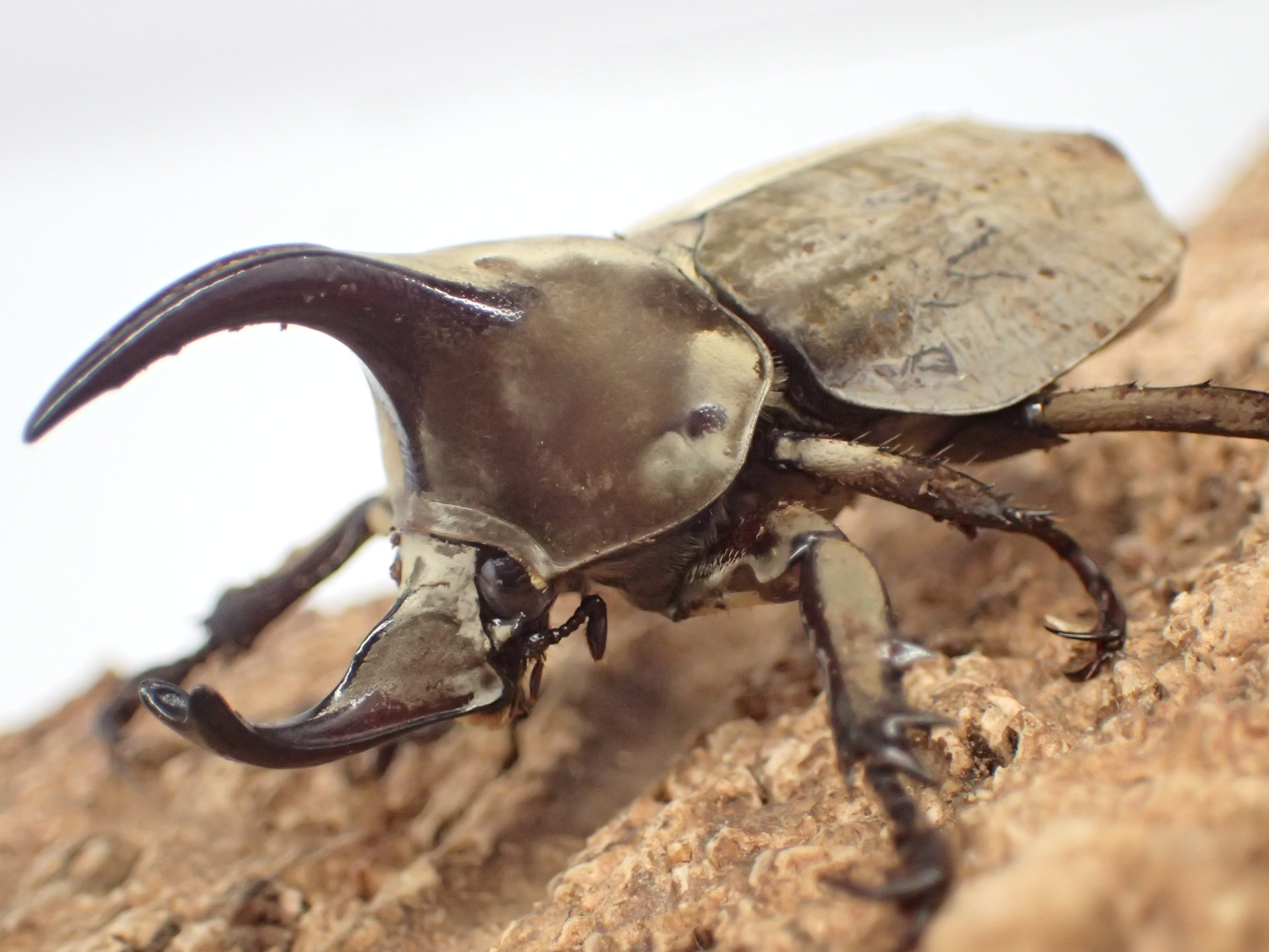 ムニスゼッチビロードヒナカブト(ムニスゼッチコフキカブト)幼虫　3頭セット