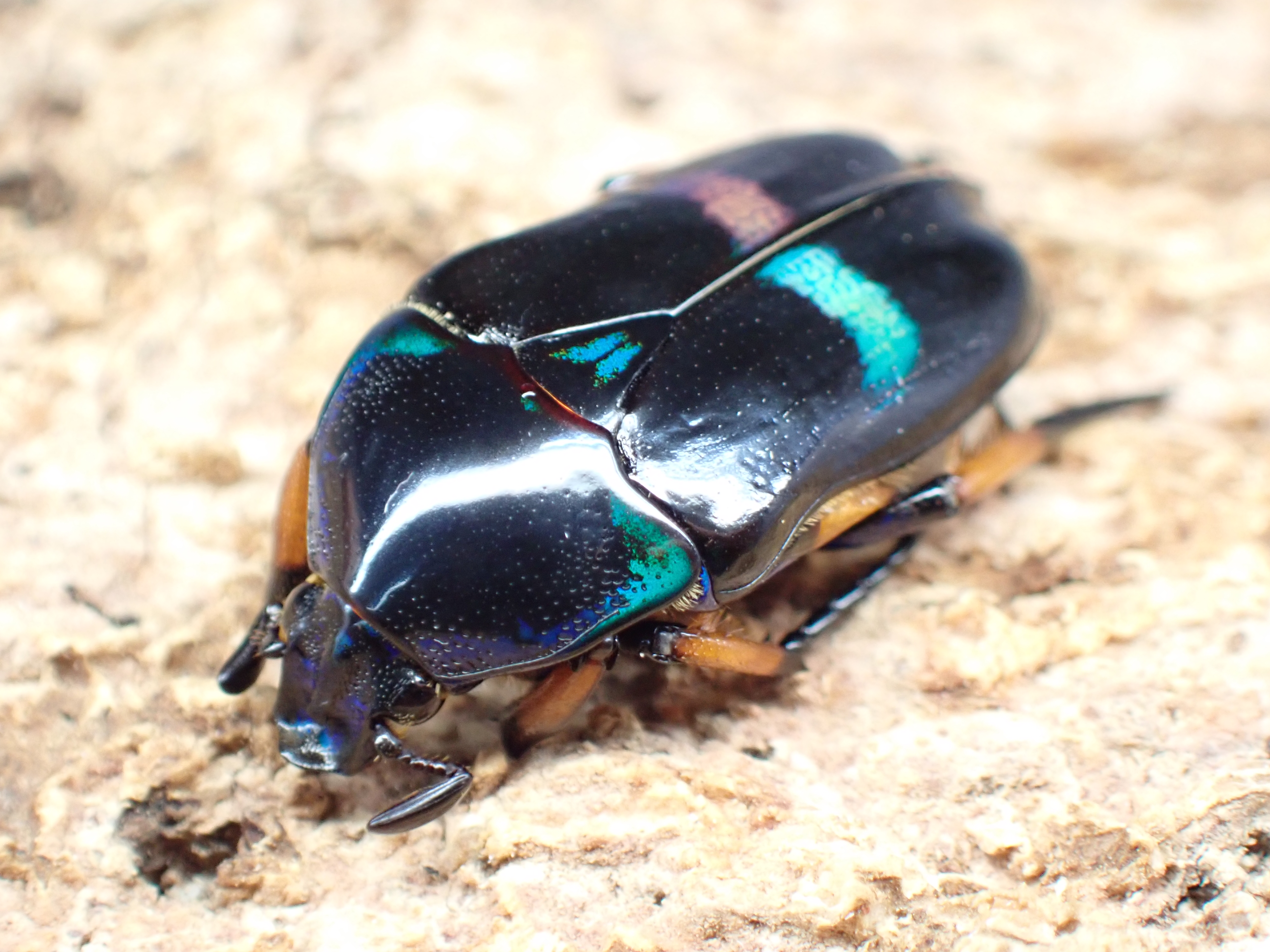 【WF1】ベルシコロールツヤカナブン　ペア