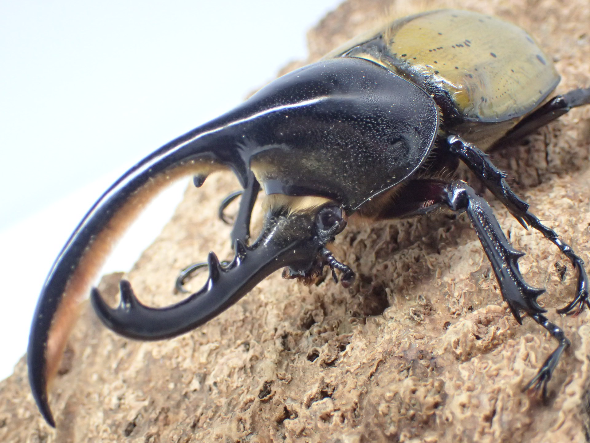 【ボリビア産】【F2】ヘラクレスssp. 幼虫　3令ペア