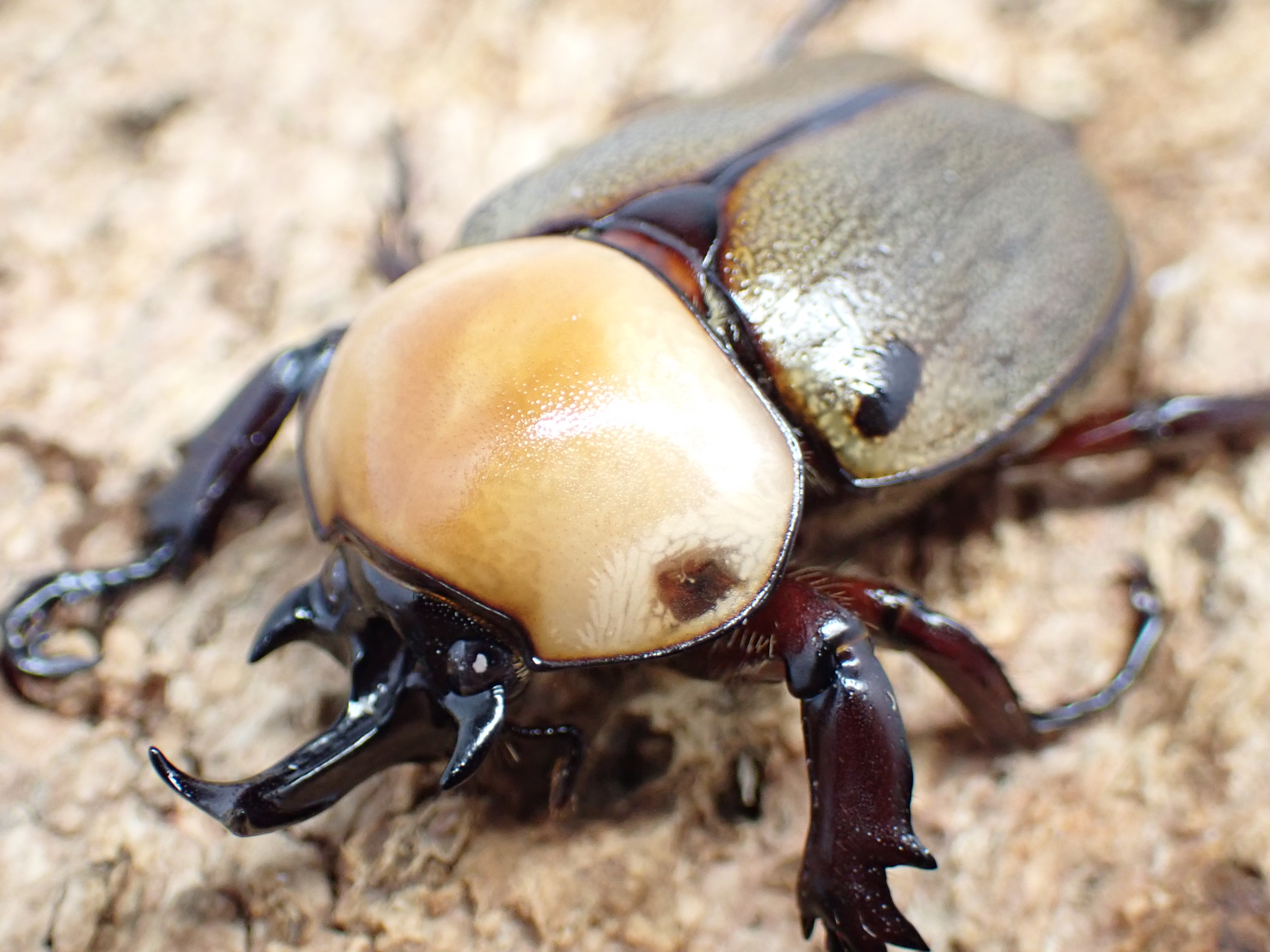 ヨツボシヒナカブト　ペア