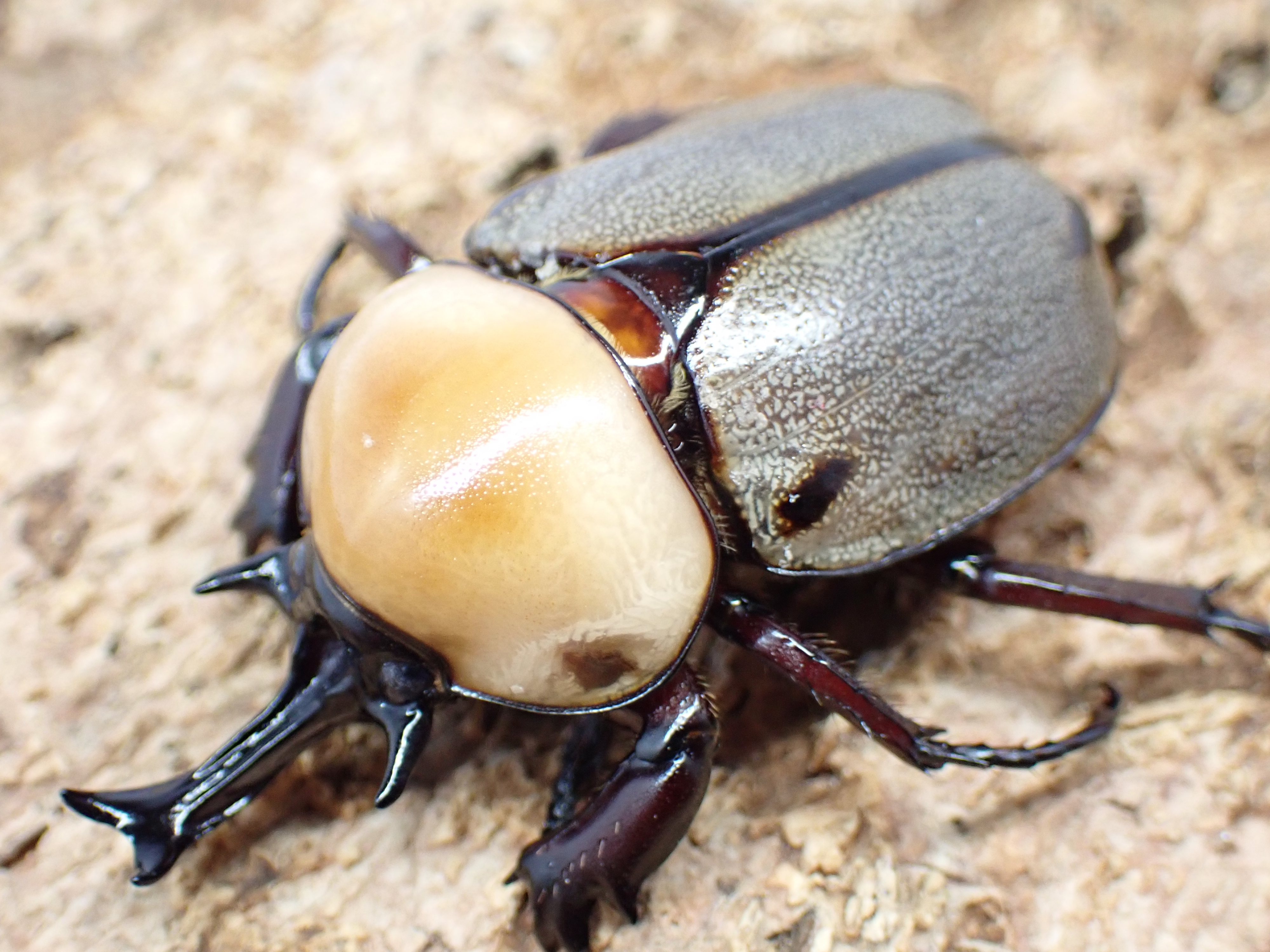 ヨツボシヒナカブト　ペア