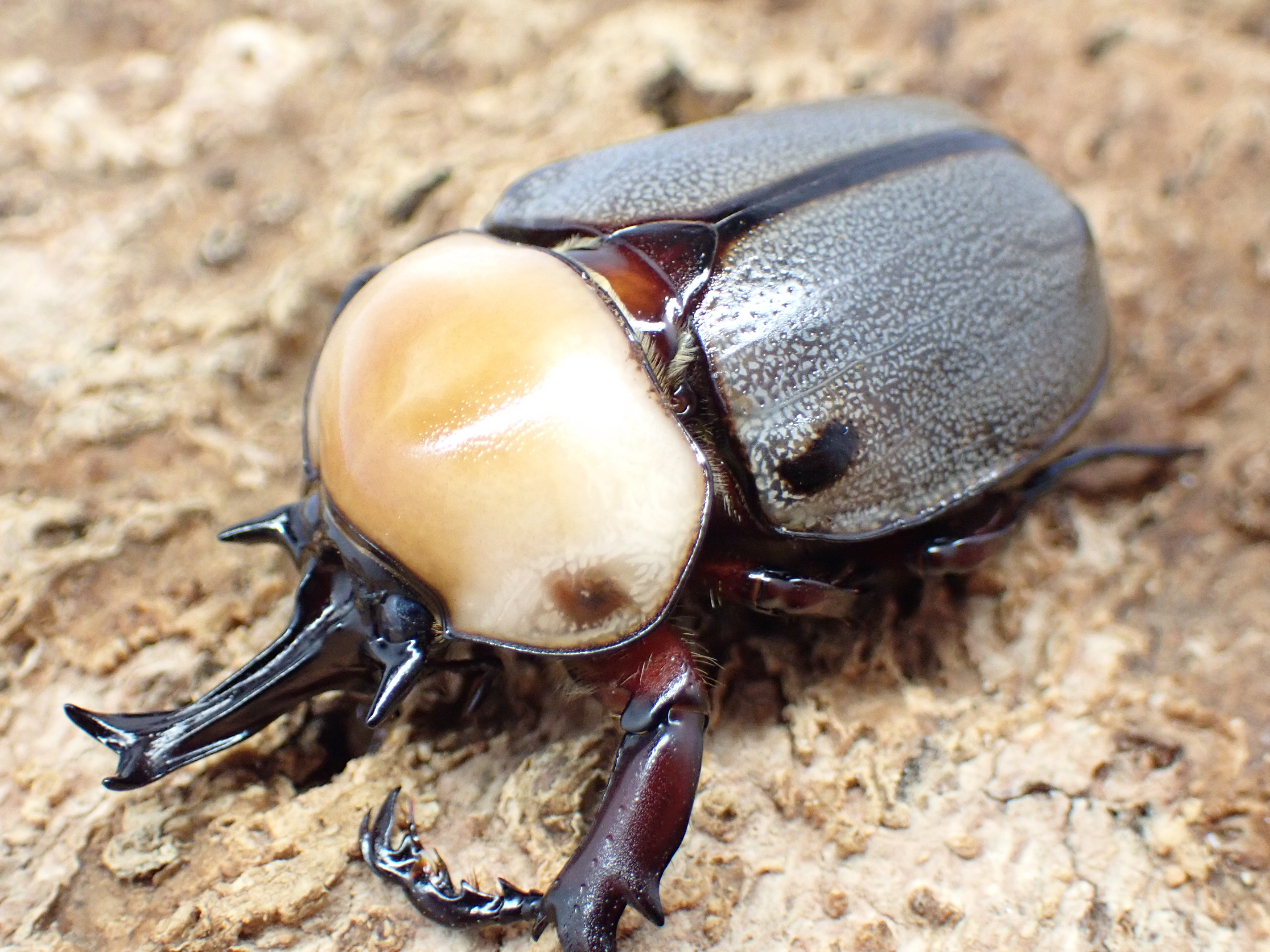 ヨツボシヒナカブト　ペア