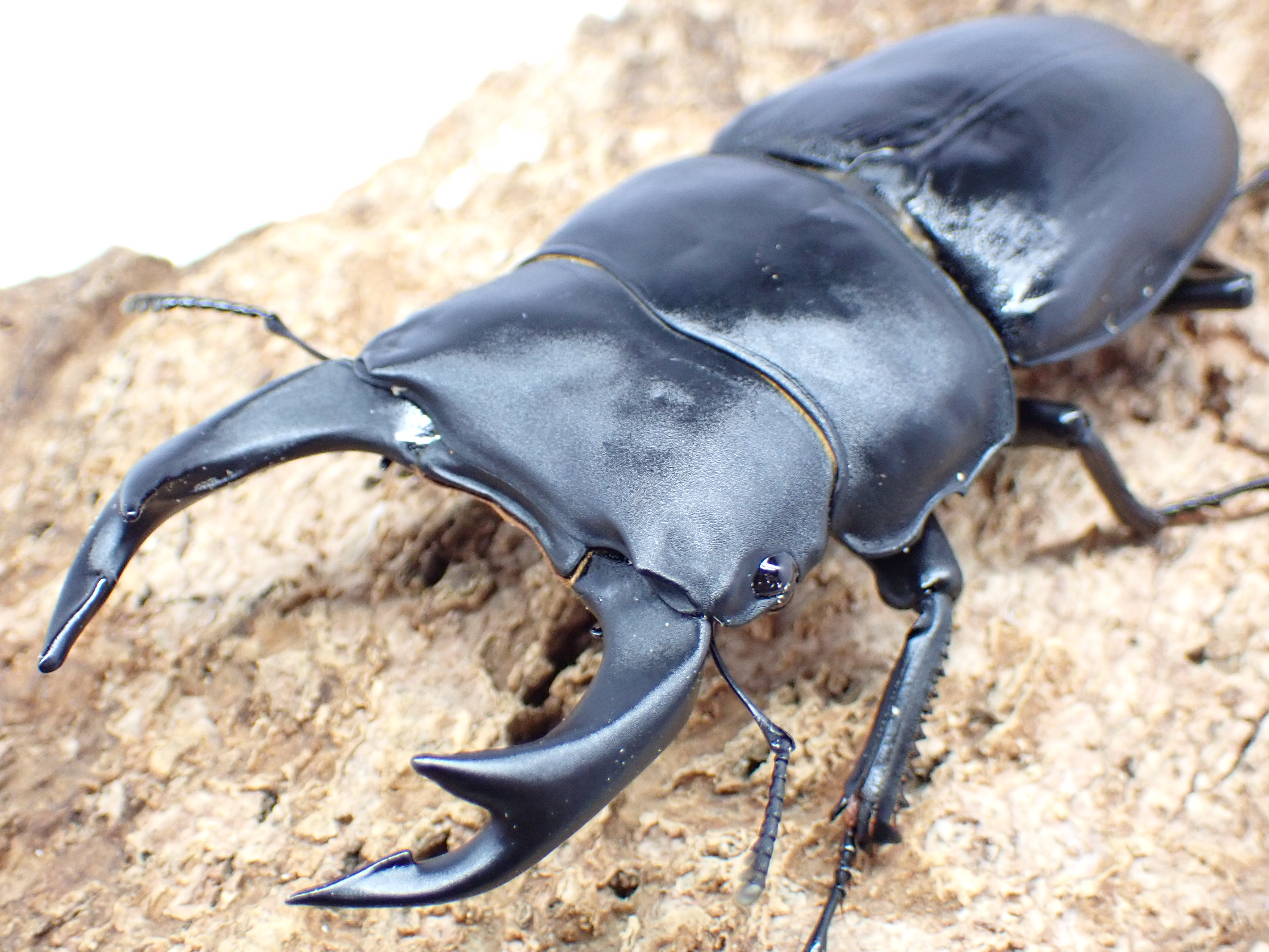 【セール】国産オオクワガタ　ペア