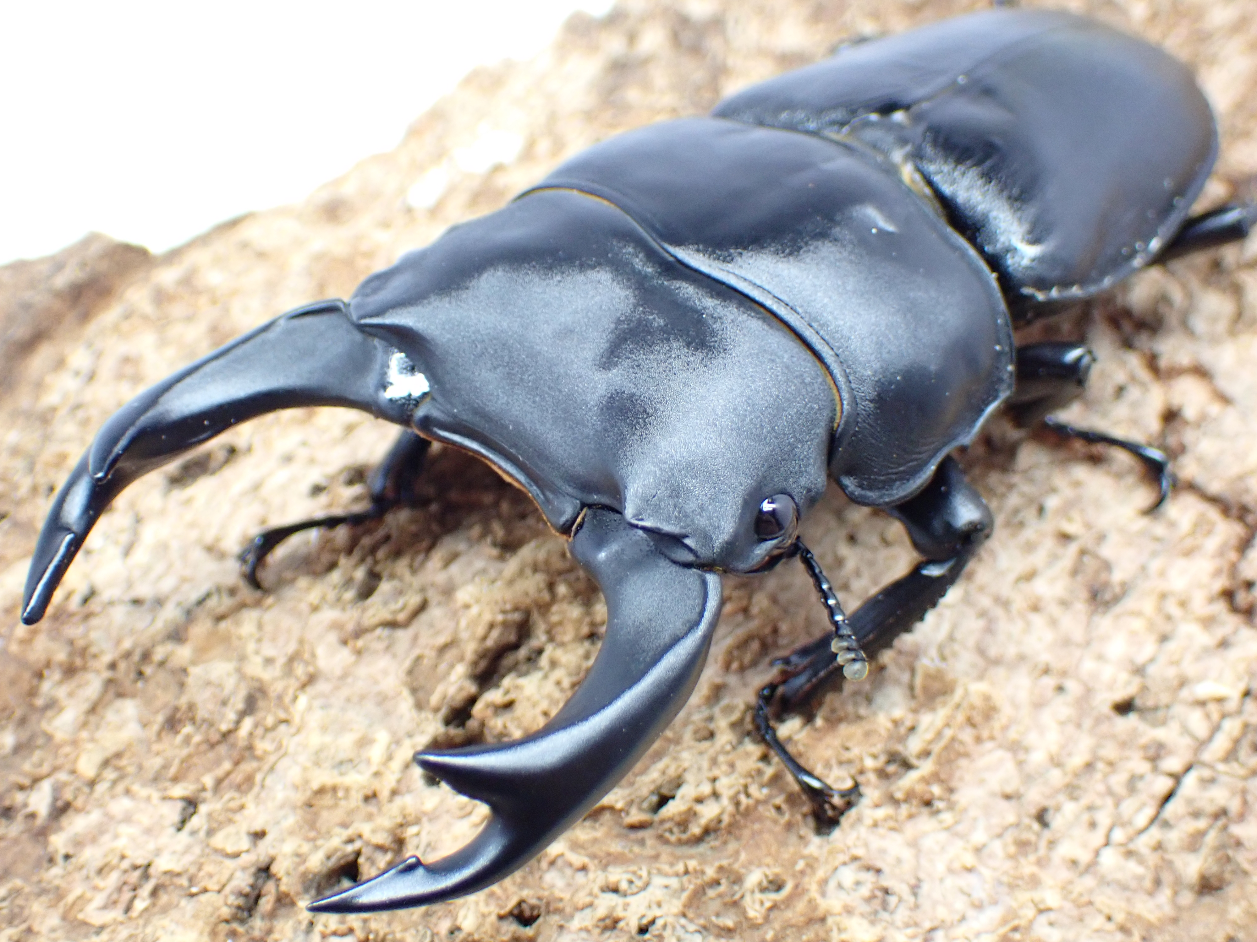 【セール】国産オオクワガタ　ペア