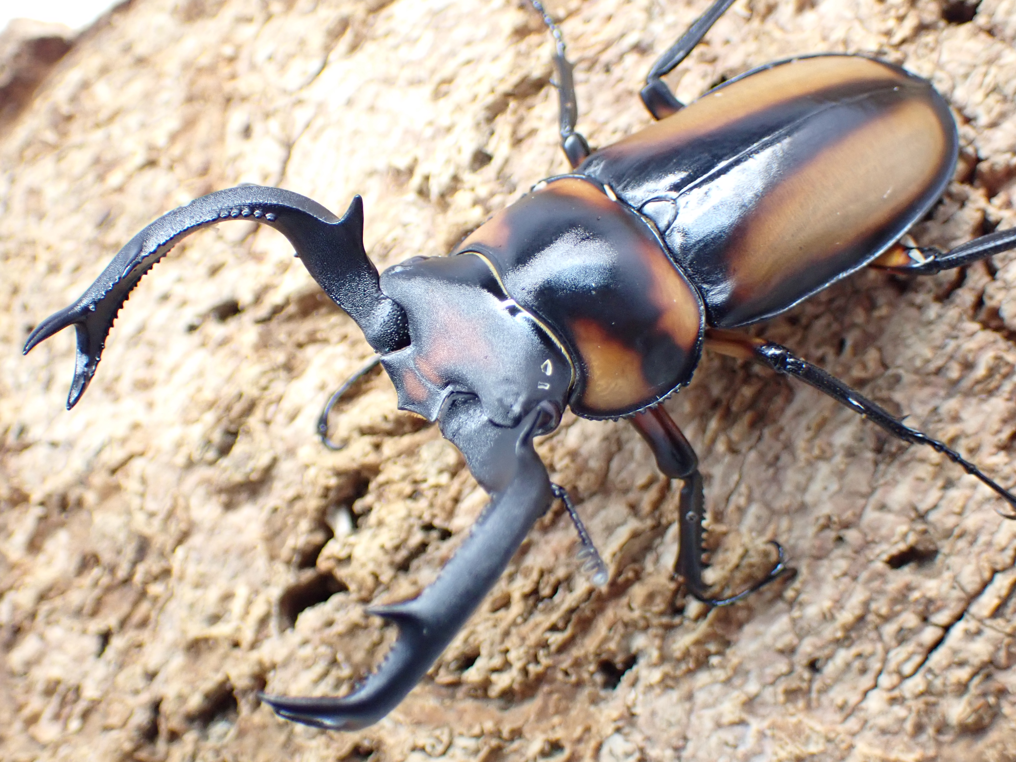 【WF1】スペキオススシカクワガタ　ペア