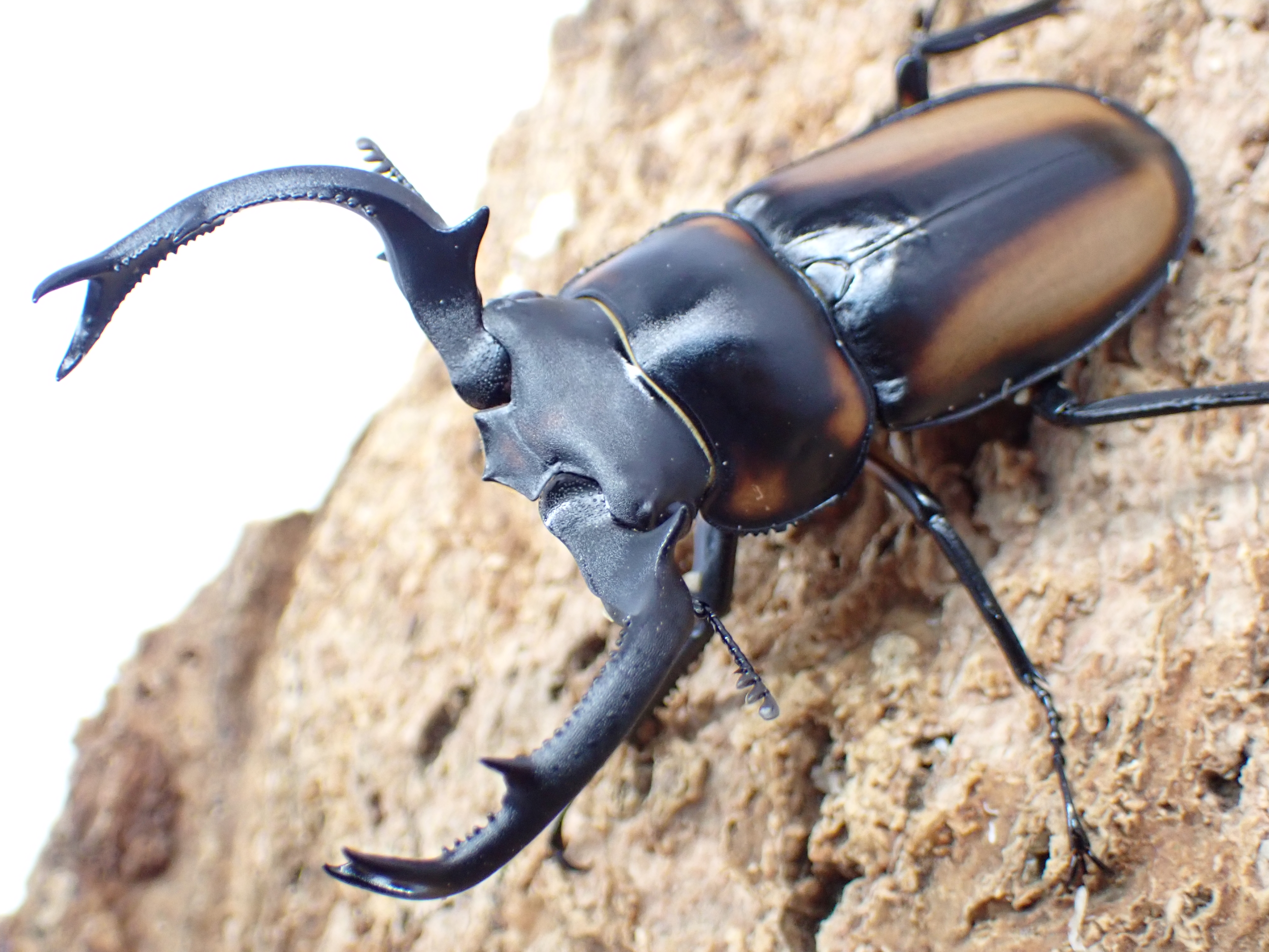 【WF1】スペキオススシカクワガタ　ペア