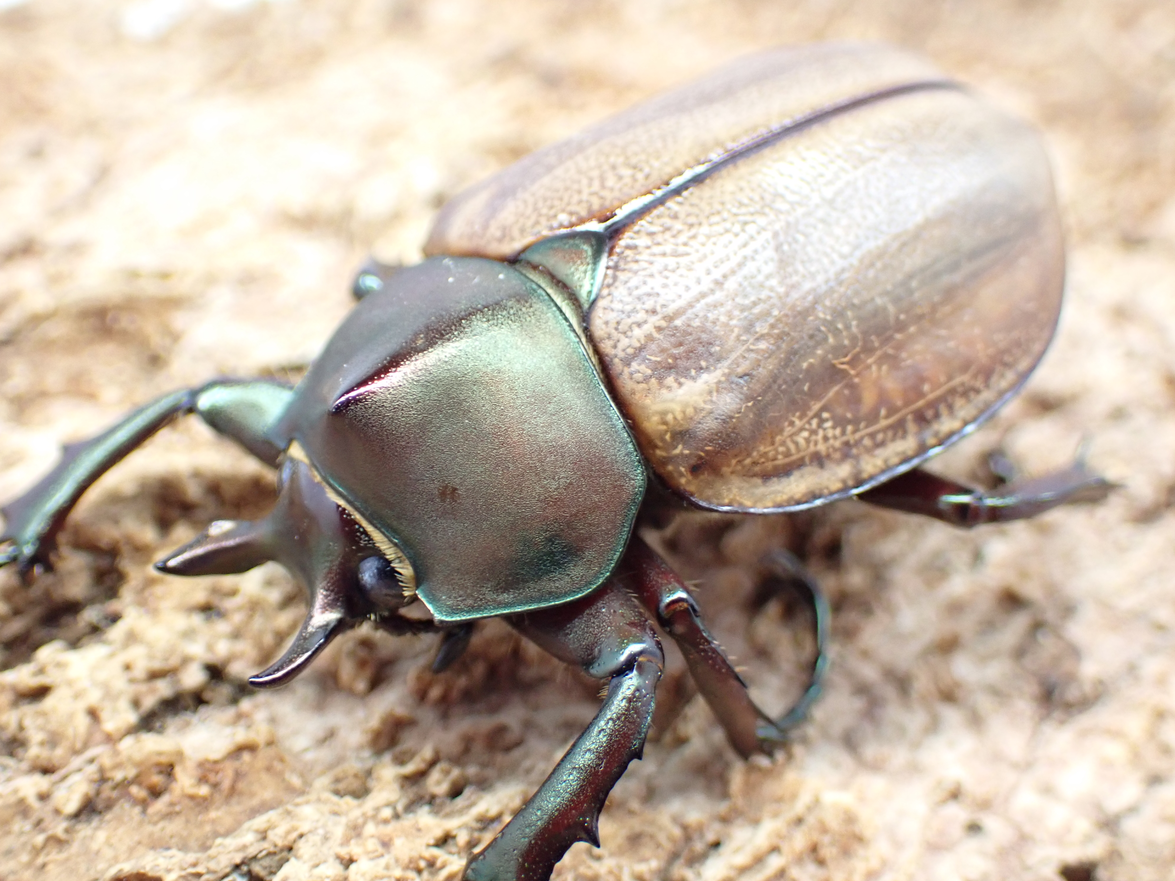 マルガリータヒナカブト(オオカラカネヒナカブト)　ペア