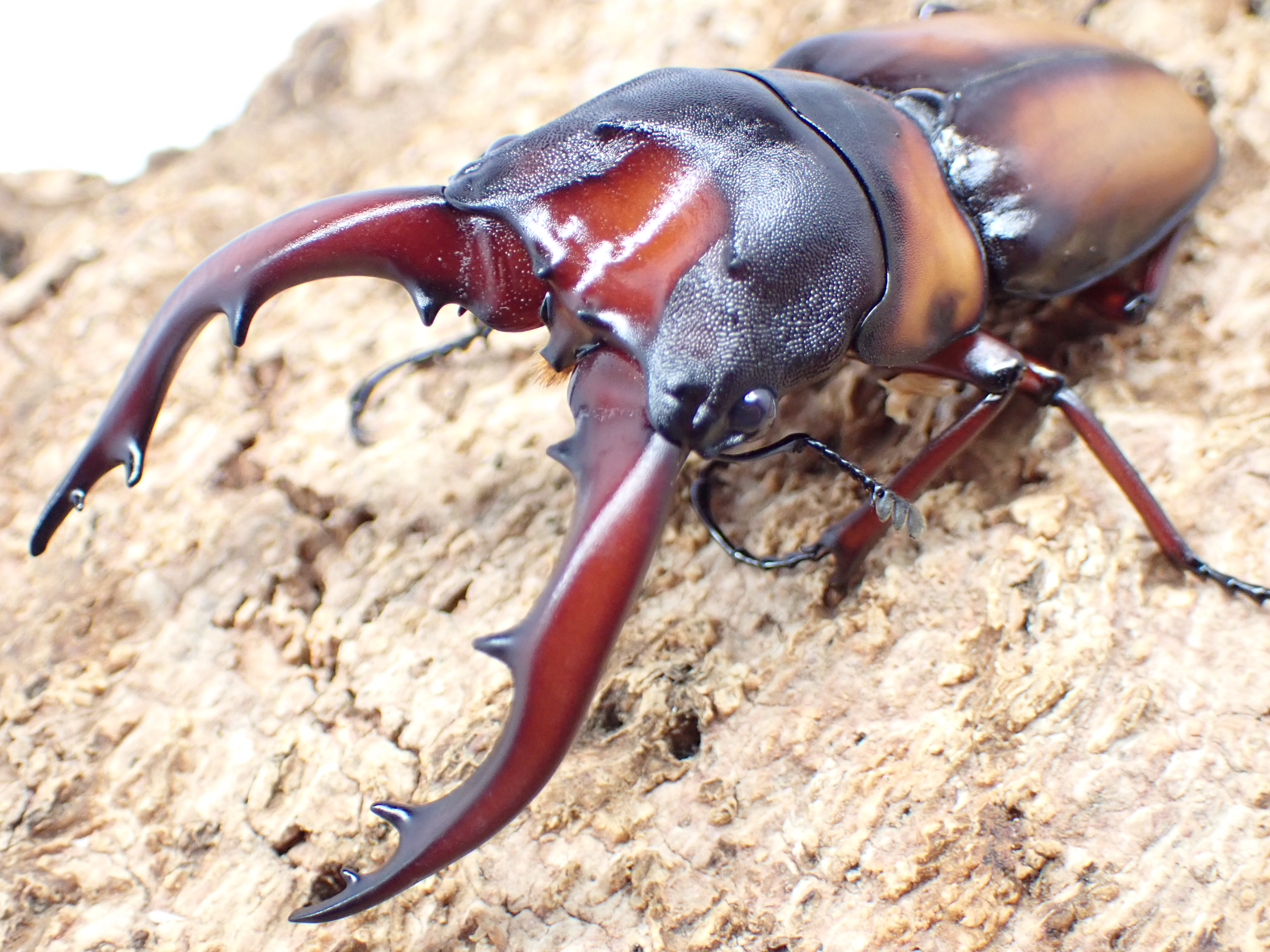 ミラビリスノコギリクワガタ　ペア