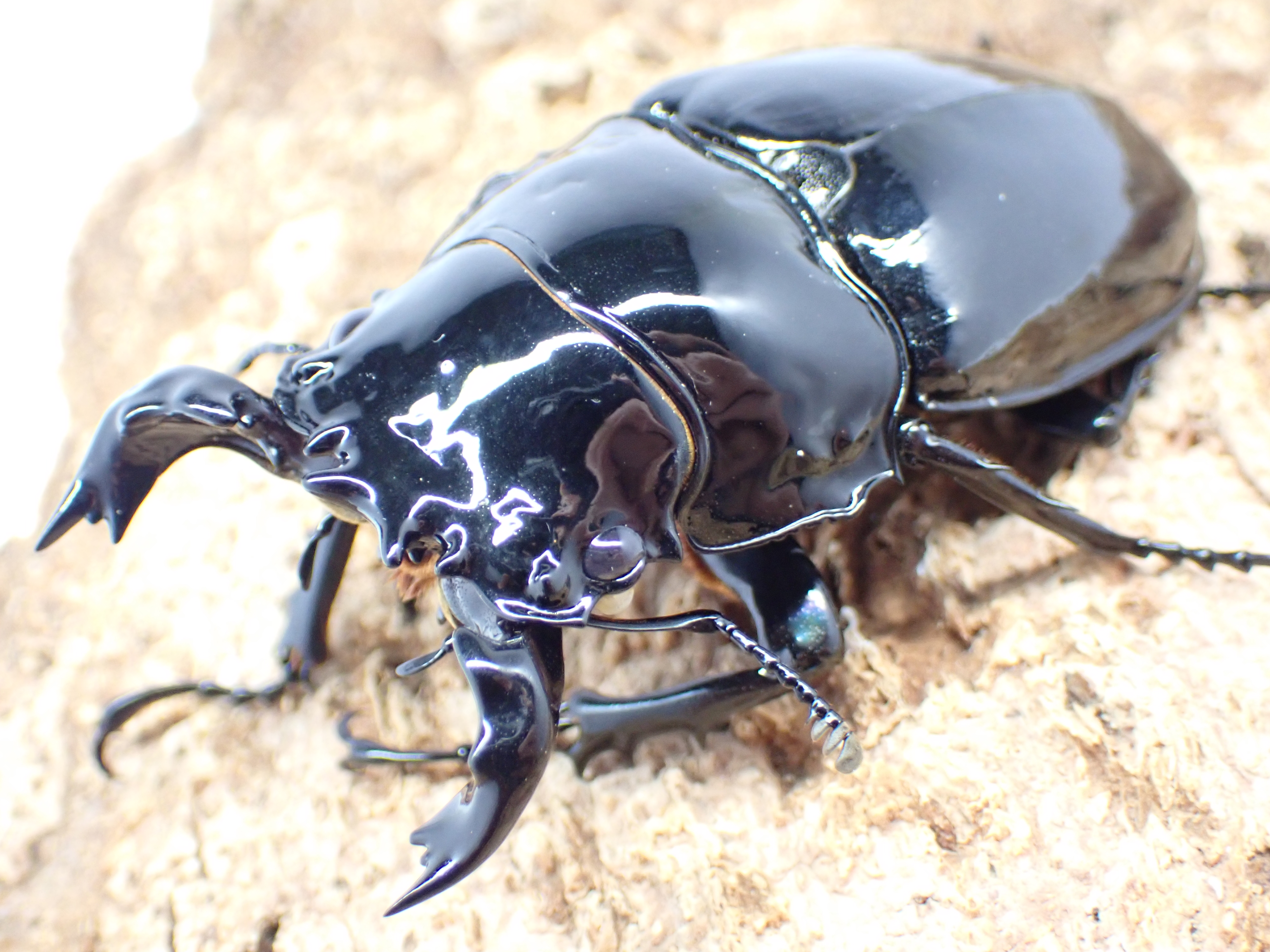 タランドゥスオオツヤクワガタ　ペア