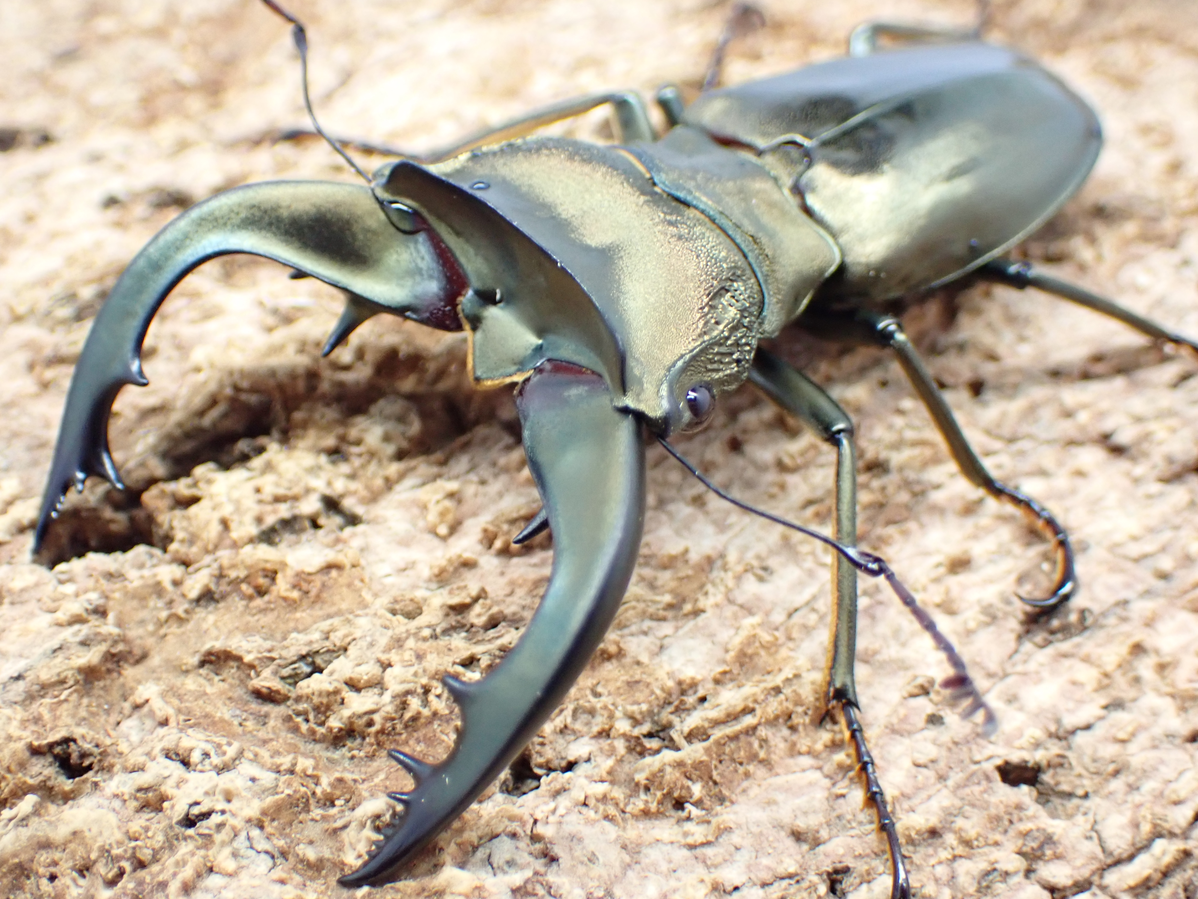 【ベララベラ産】スペキオススホソアカクワガタ(anepsius)　ペア