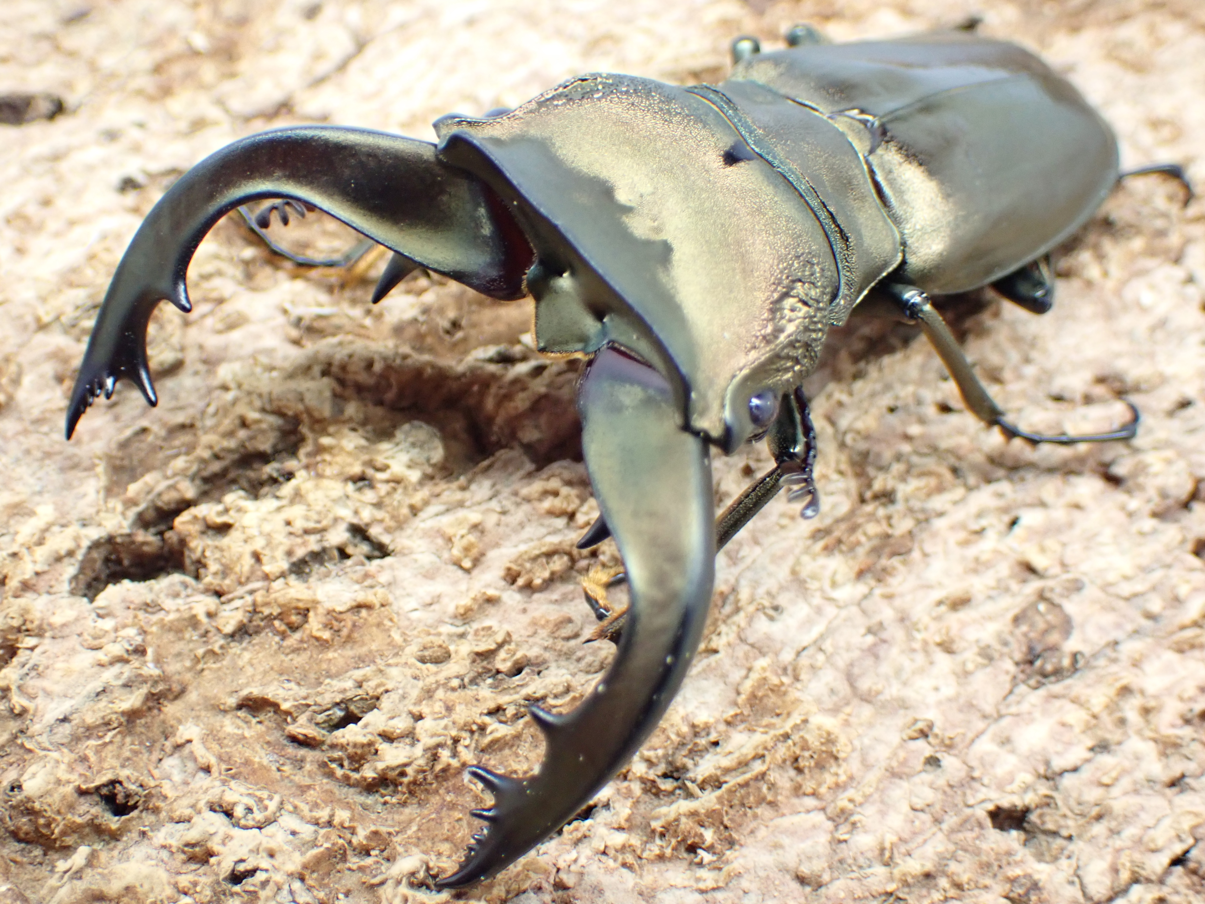 【ベララベラ産】スペキオススホソアカクワガタ(anepsius)　ペア