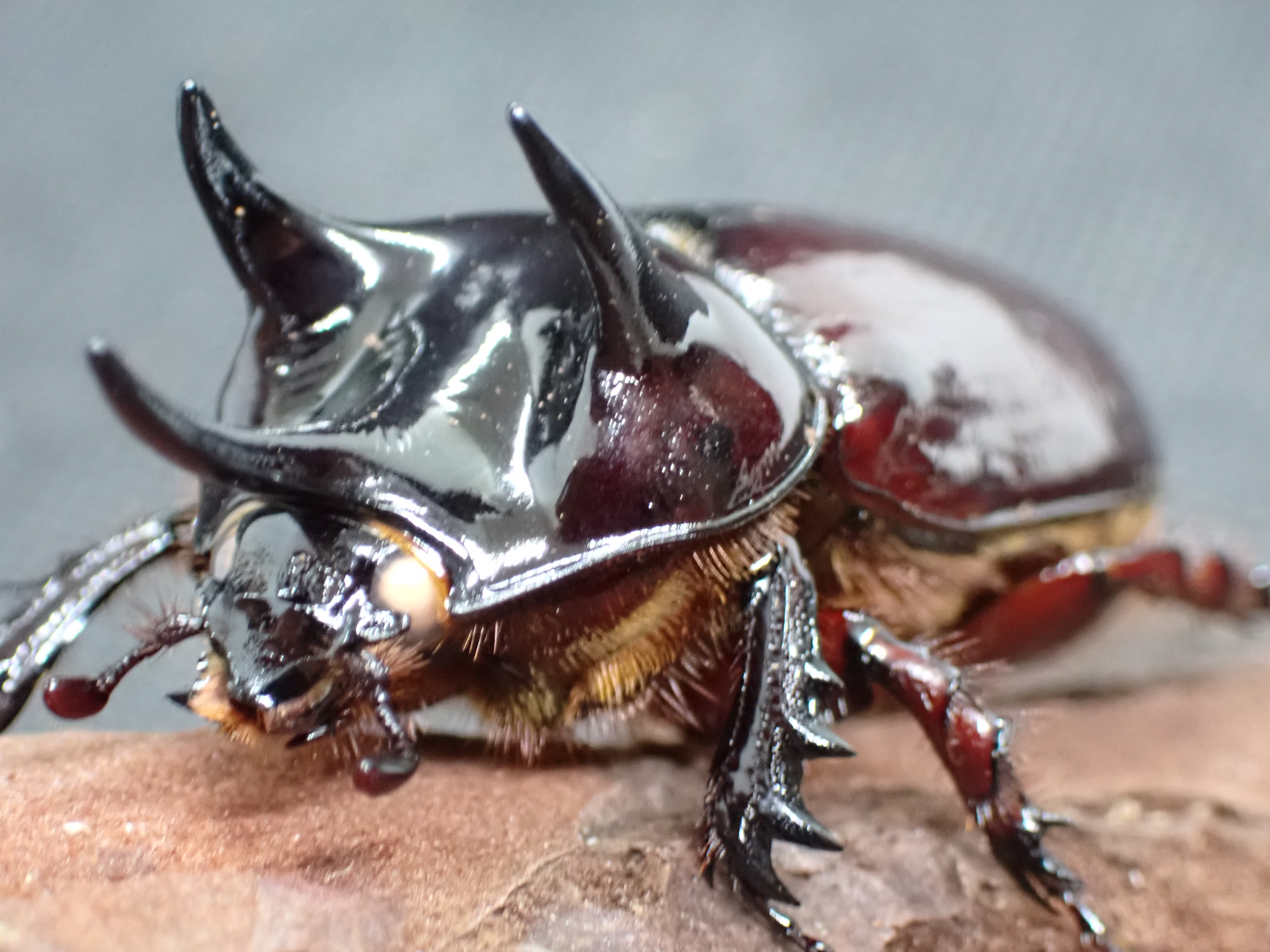 スリナムミツノカブト(ホワイトアイ)幼虫