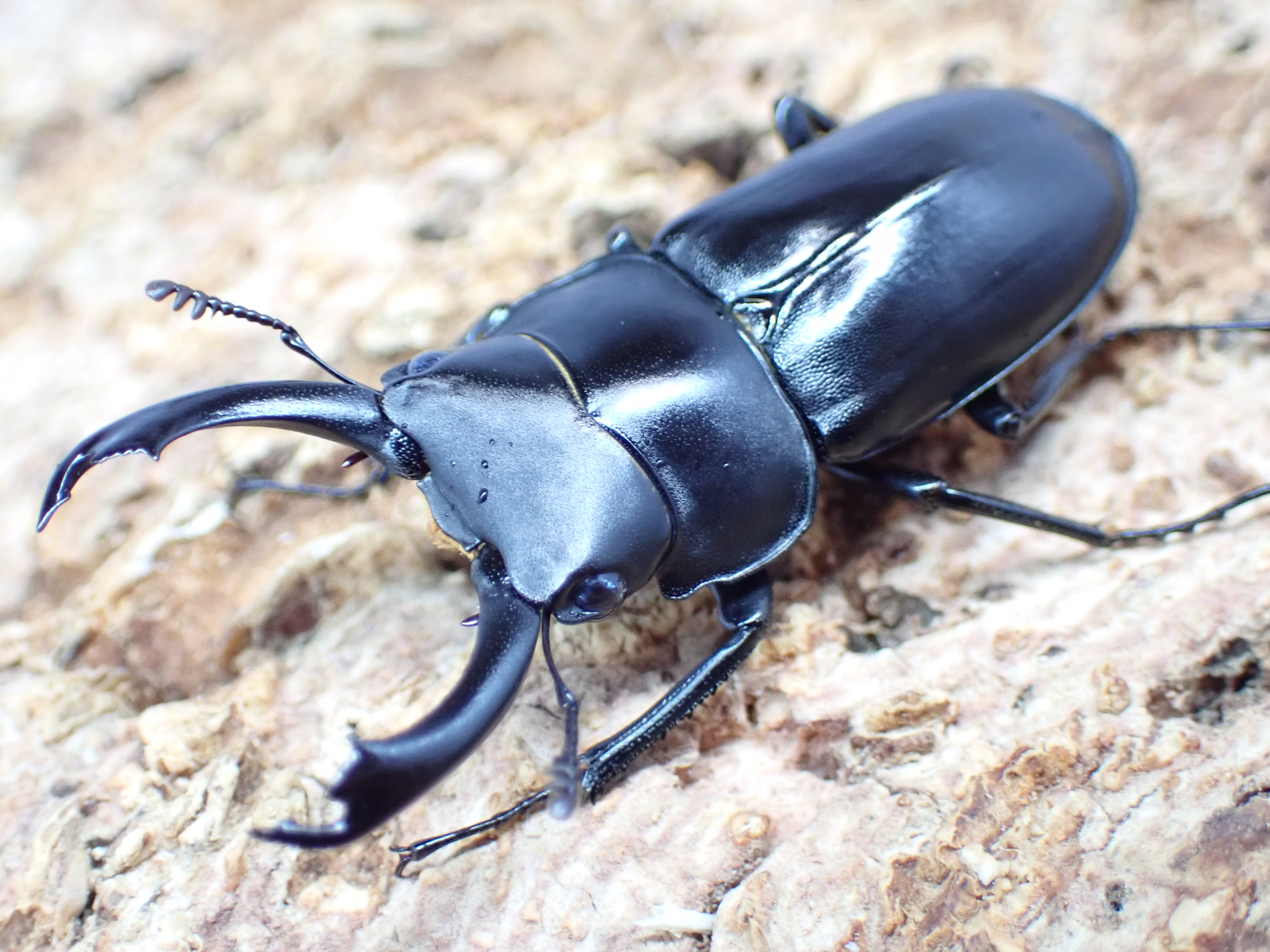 モチヅキコクワガタ　ペア