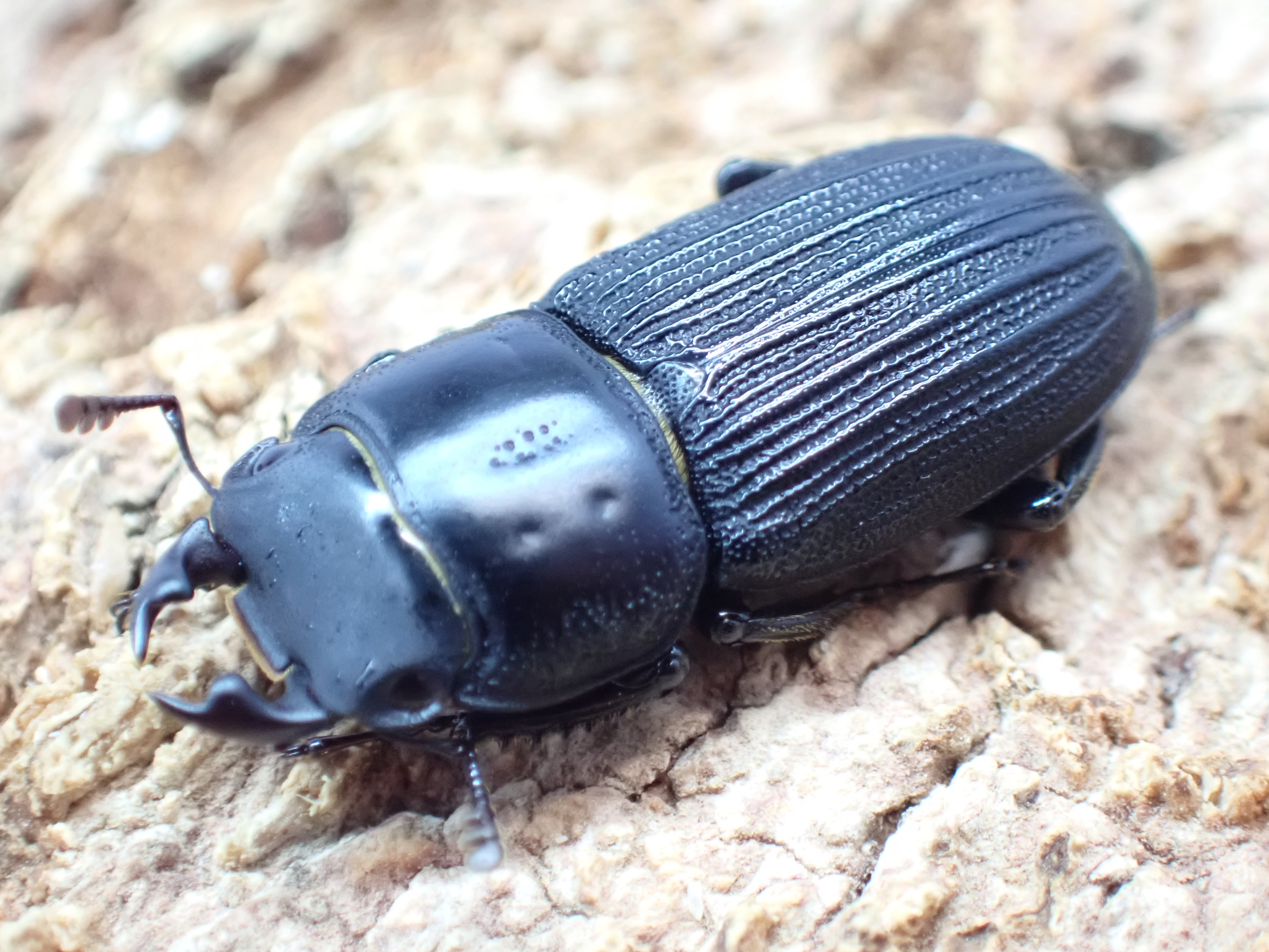 ミントオオクワガタ　ペア