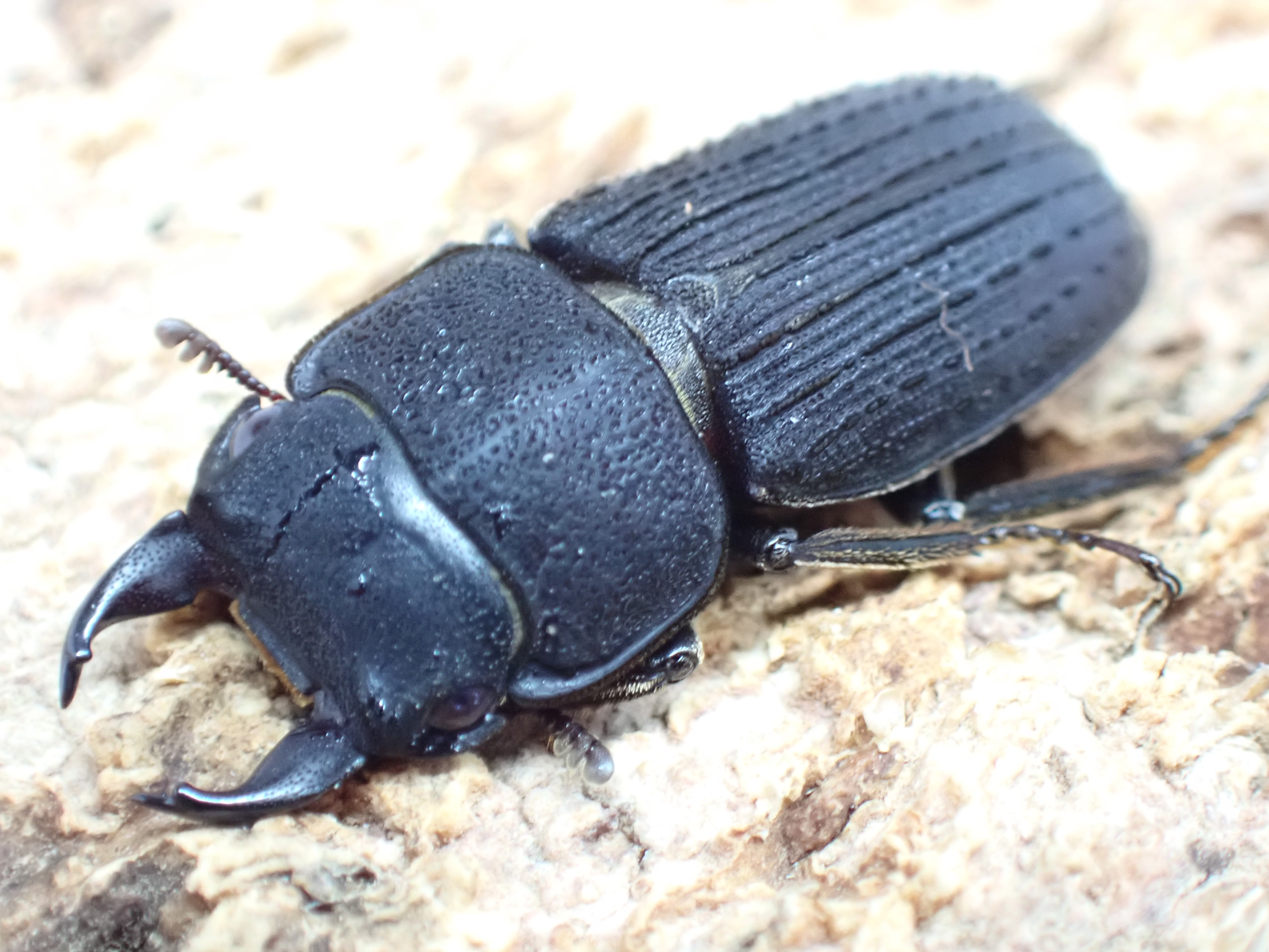 タイワンサビクワガタ　ペア