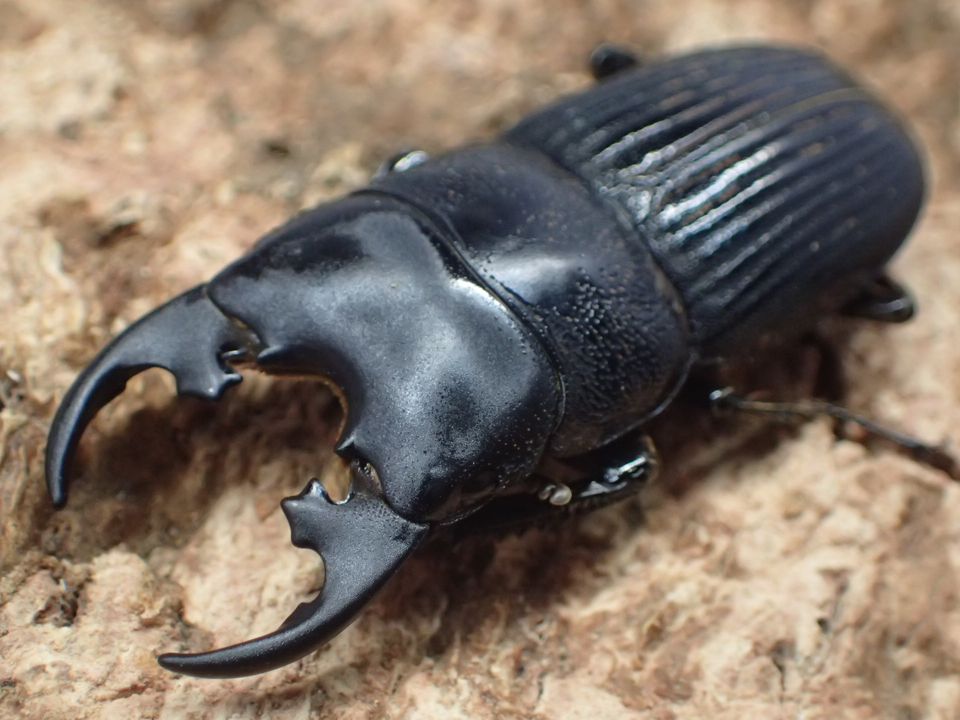 プラティオドンネブトクワガタ(原名亜種)　ペア