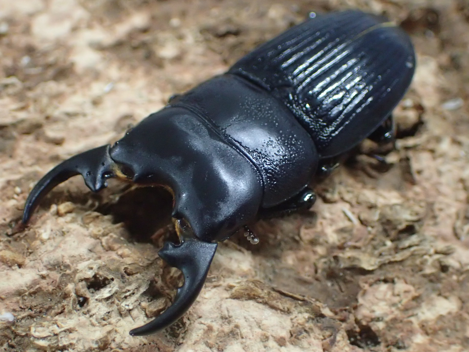 プラティオドンネブトクワガタ(原名亜種)　ペア