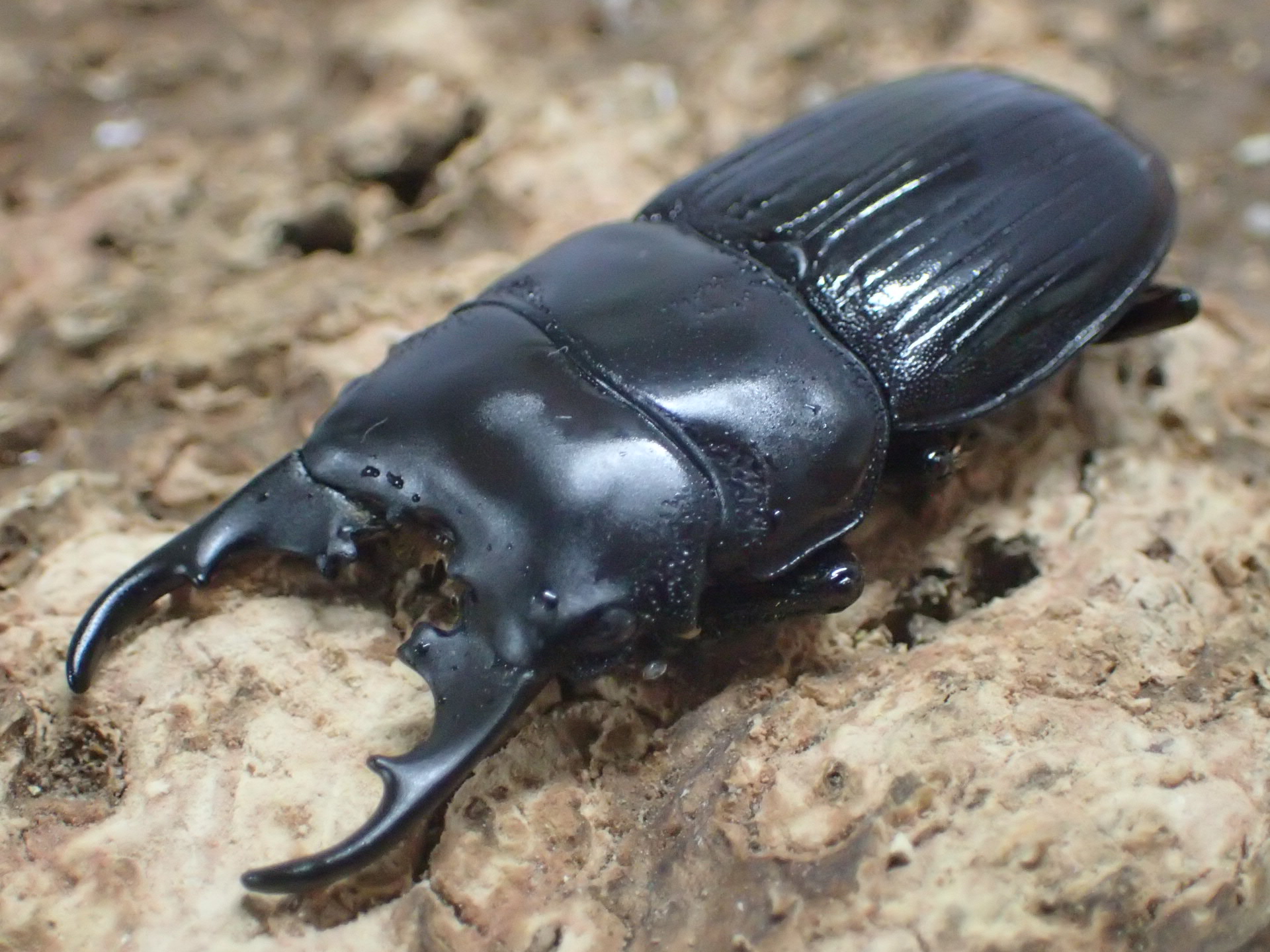 マラパネブトクワガタ　ペア