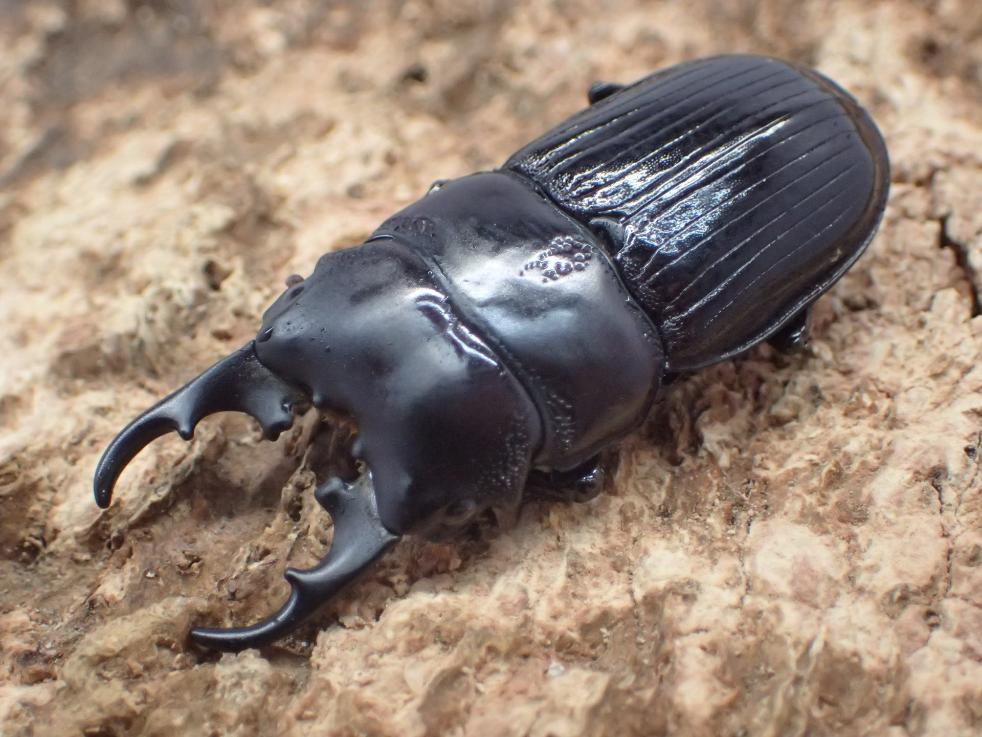 マラパネブトクワガタ　ペア