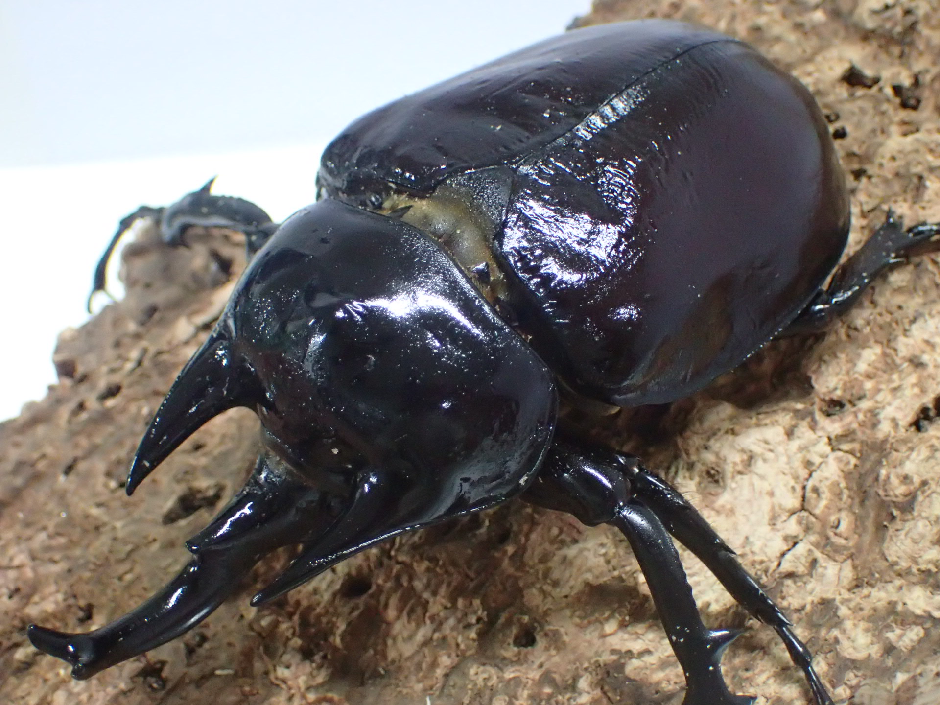 【ウカヤリ産】レックスゾウカブト(アクティオンゾウカブト)　オス単品