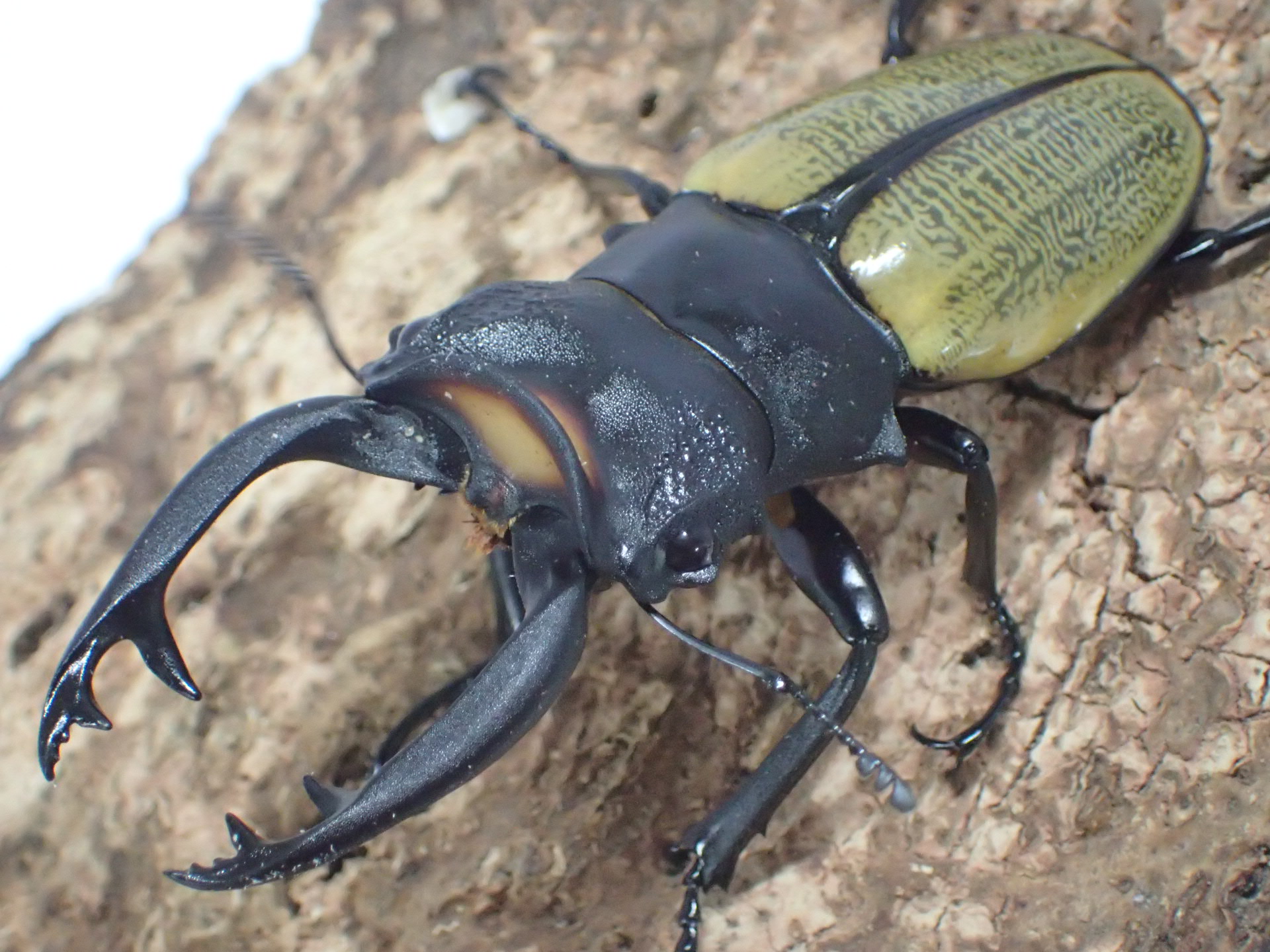 【WD】スペクタビリスツヤクワガタ　ペア