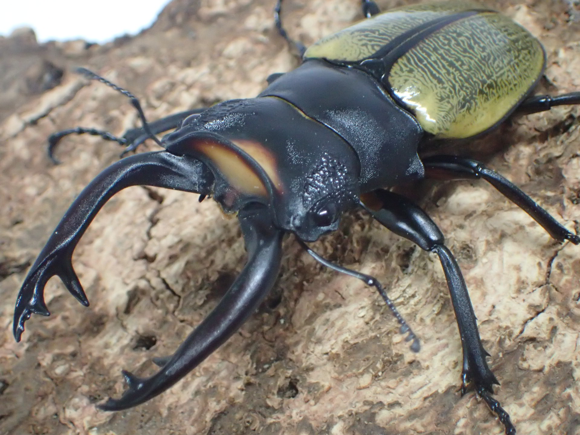 【WD】スペクタビリスツヤクワガタ　ペア