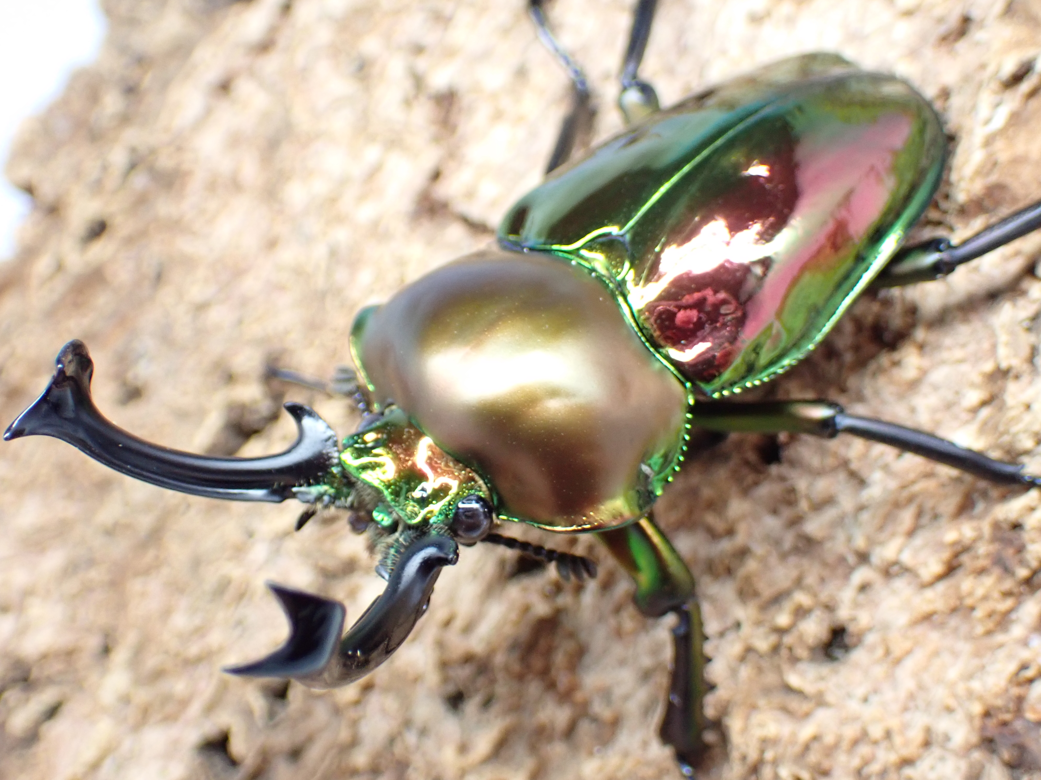 ニジイロクワガタ　ペア