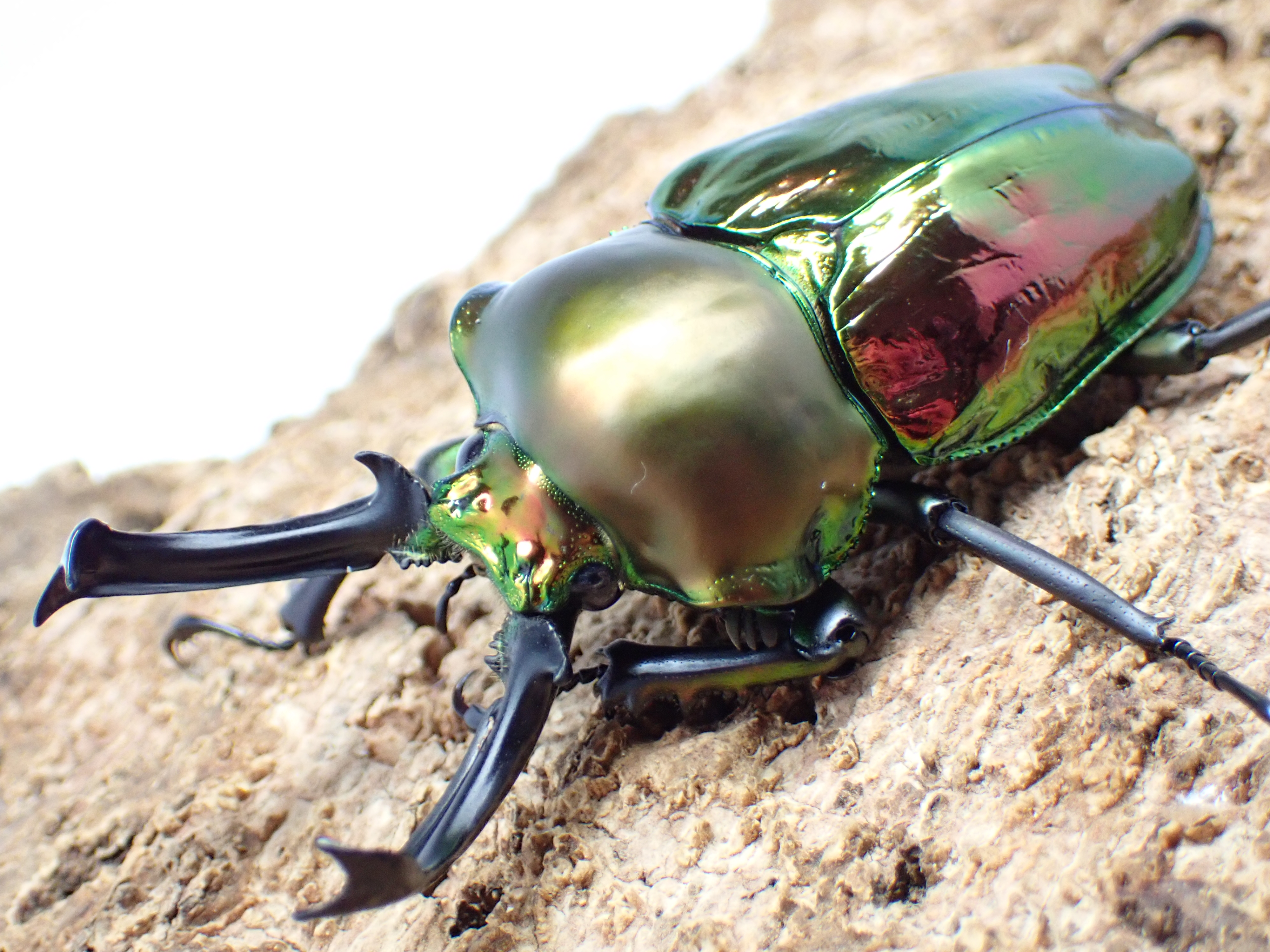 ニジイロクワガタ　ペア