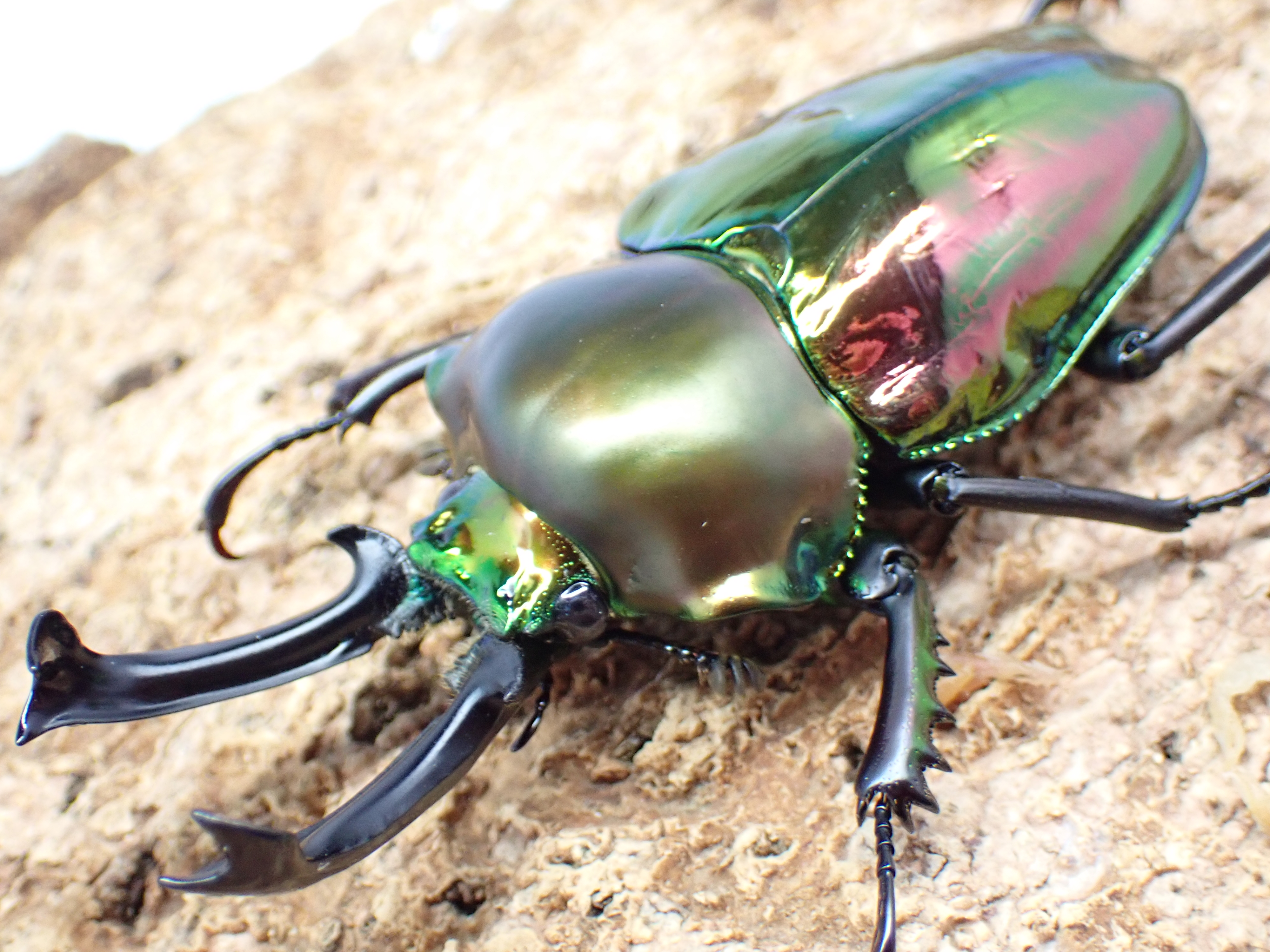 ニジイロクワガタ　ペア