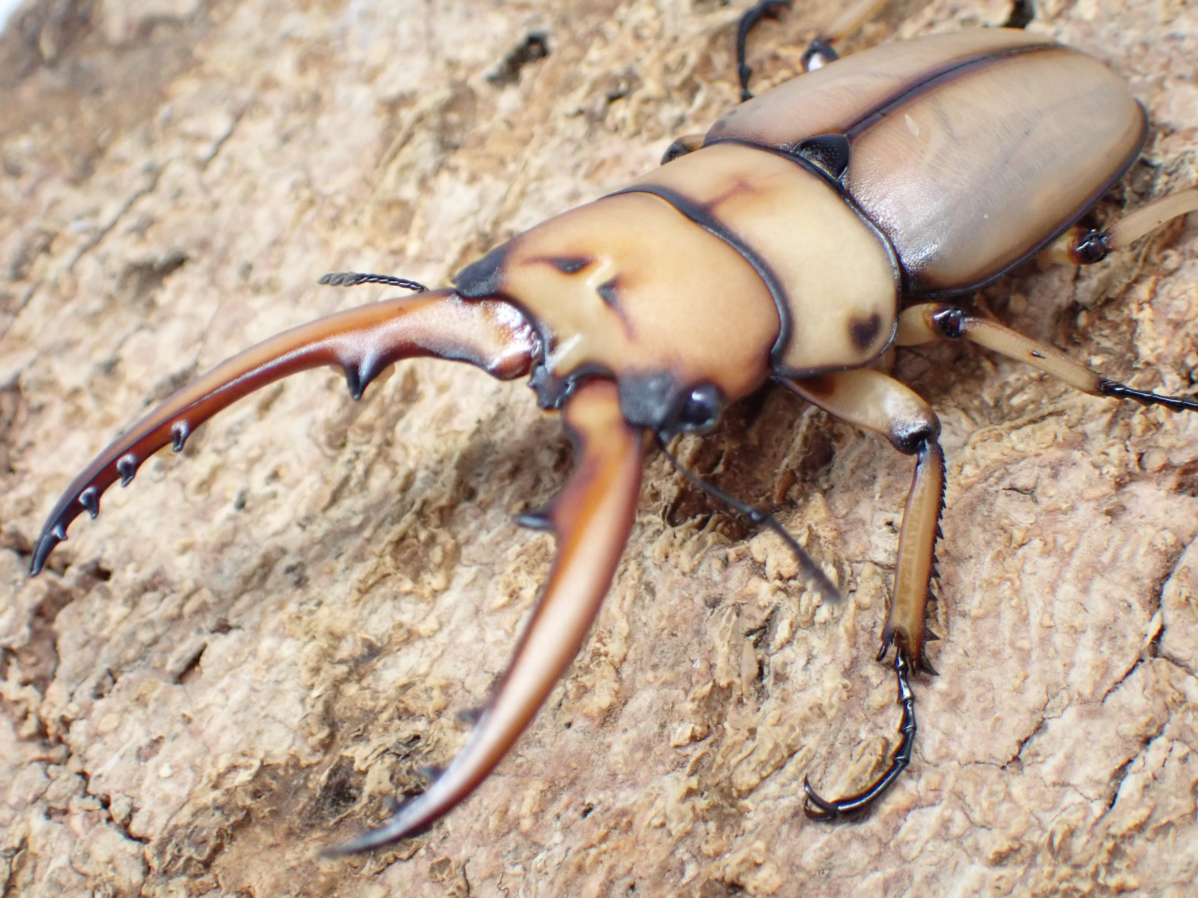 アスタコイデスノコギリクワガタ(ブランカルディ)　ペア