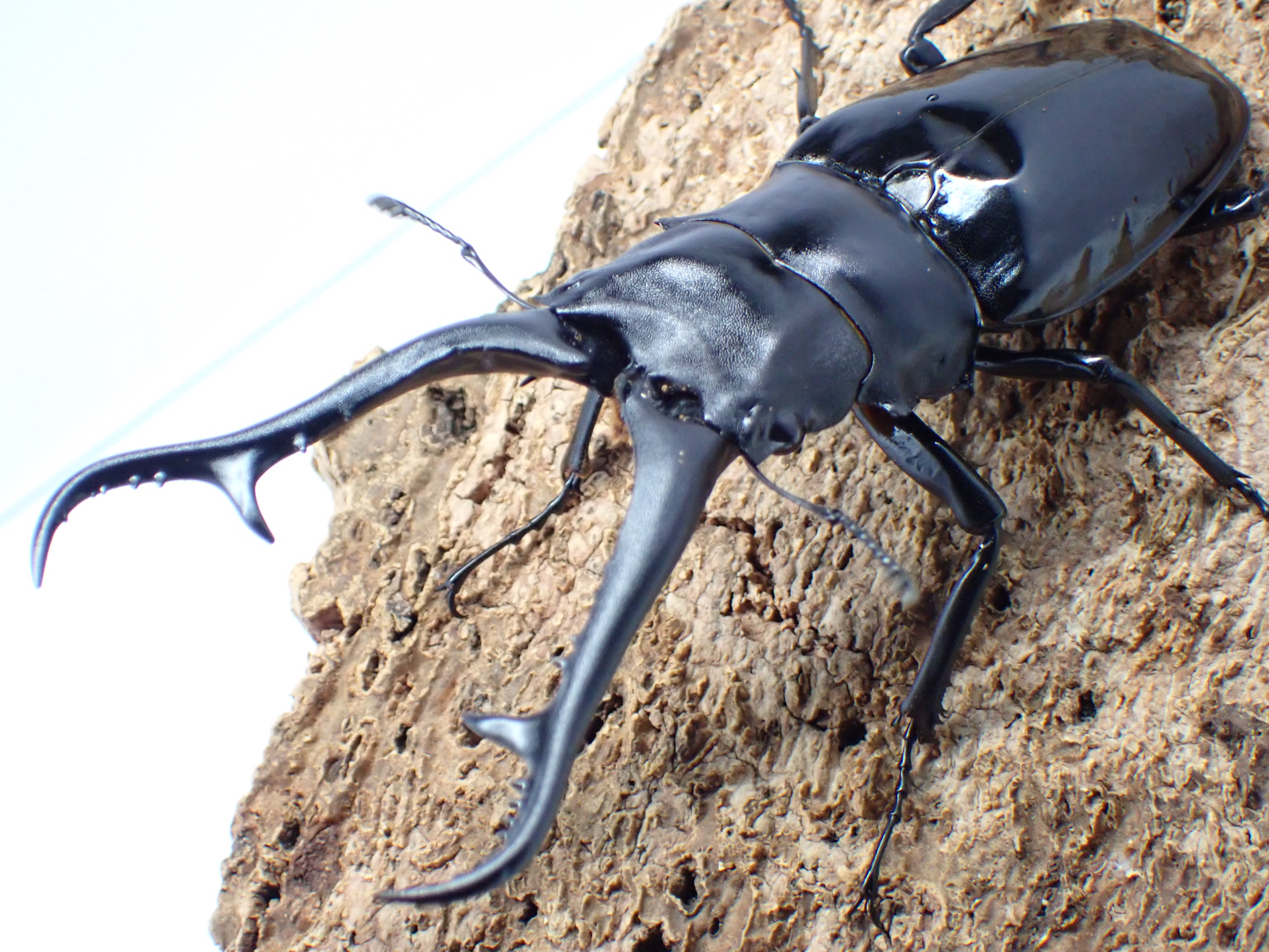 ギラファノコギリクワガタ(ダイスケ)　ペア