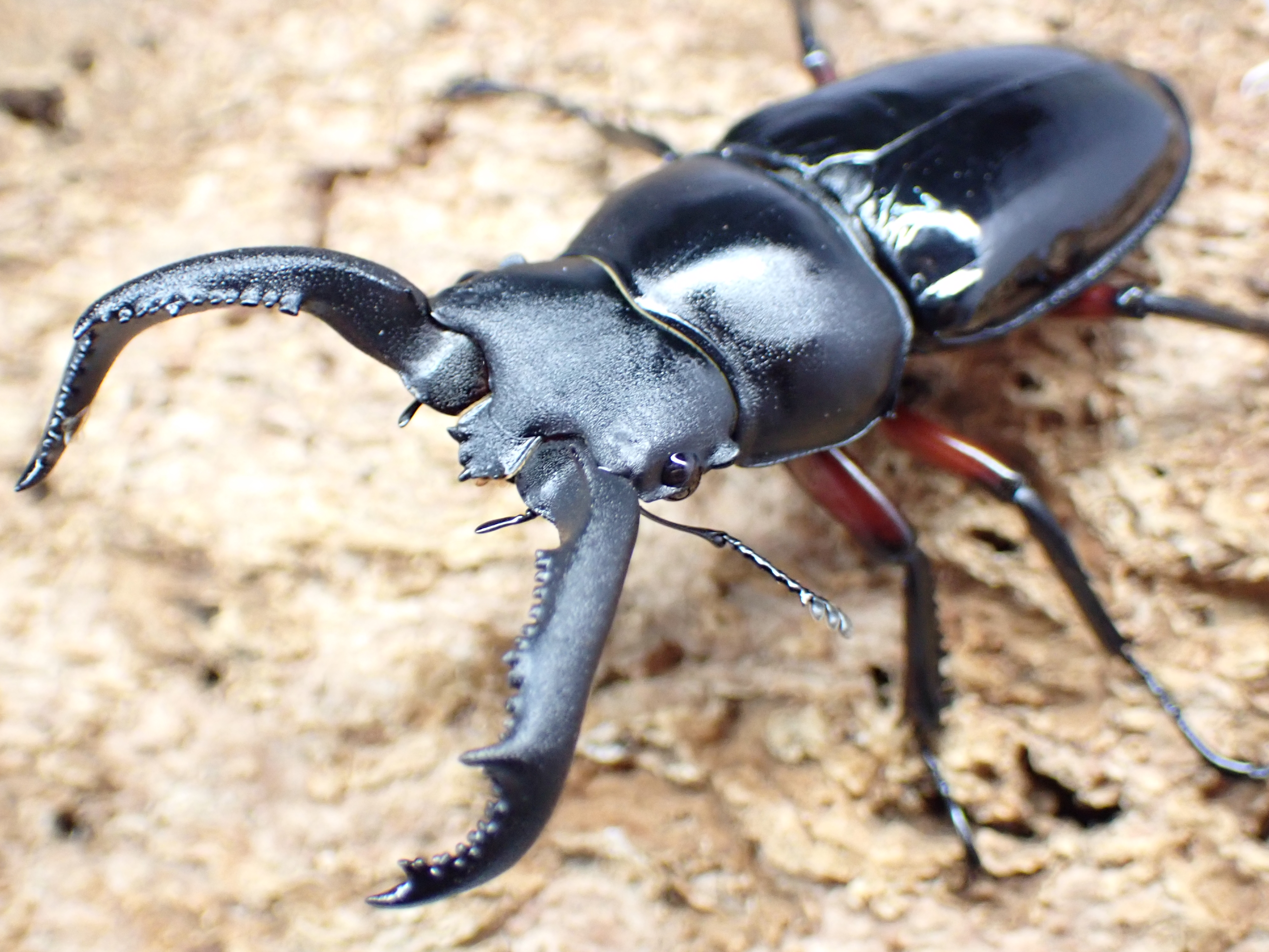 チュウゴククロツヤシカクワガタ　ペア
