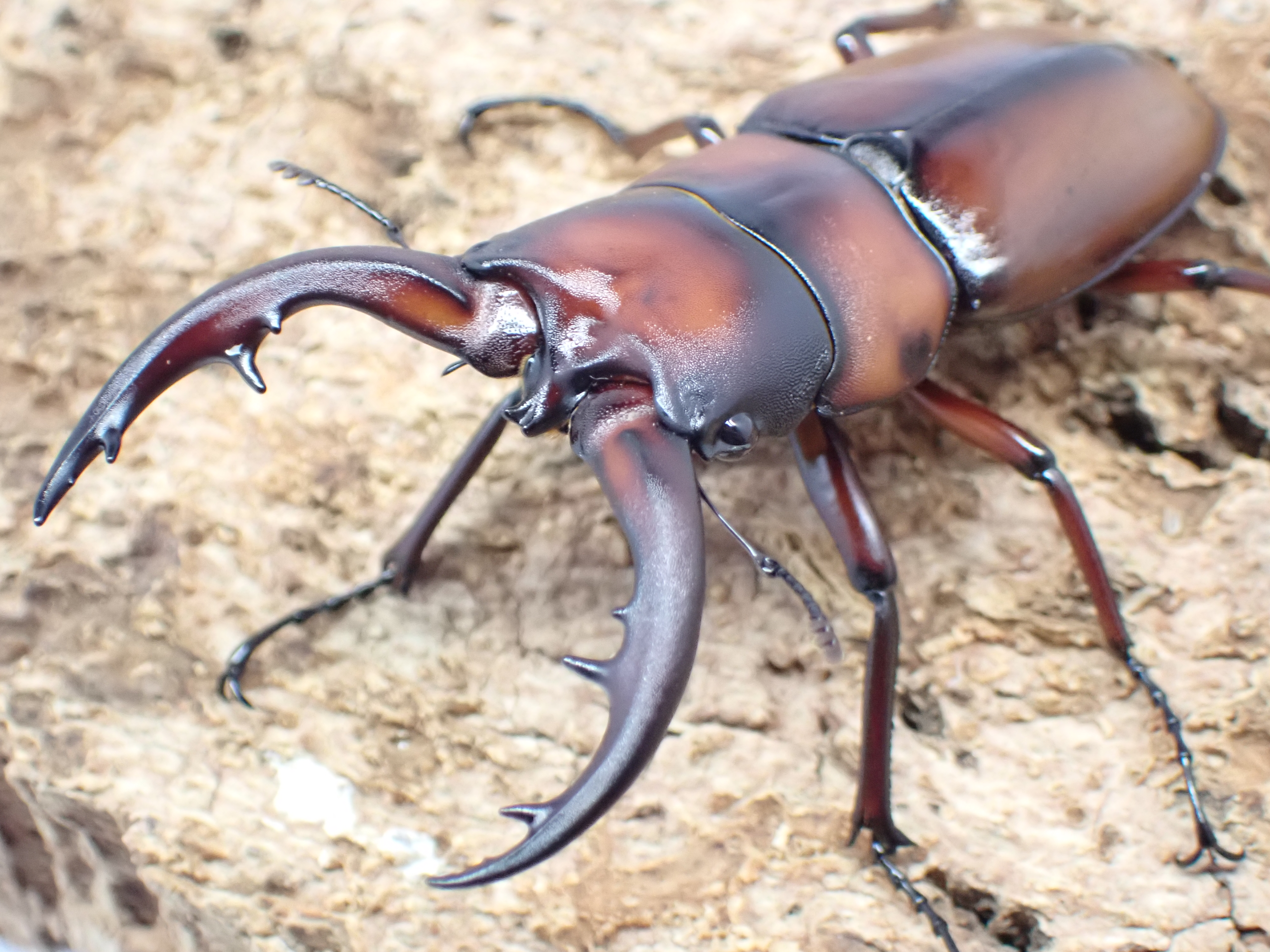 トカラノコギリクワガタ　ペア