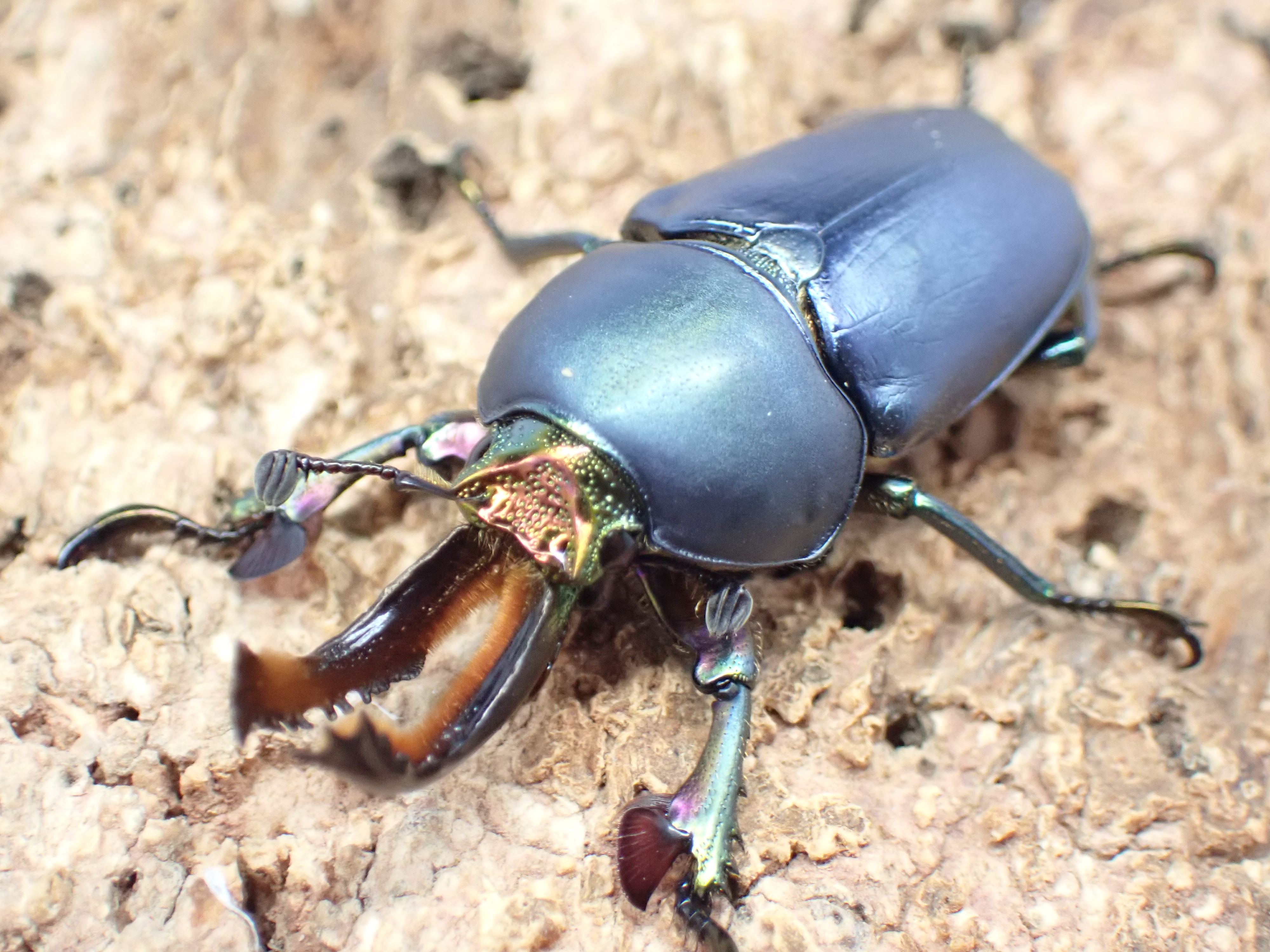 パプアキンイロクワガタ(♂ブルー)　ペア