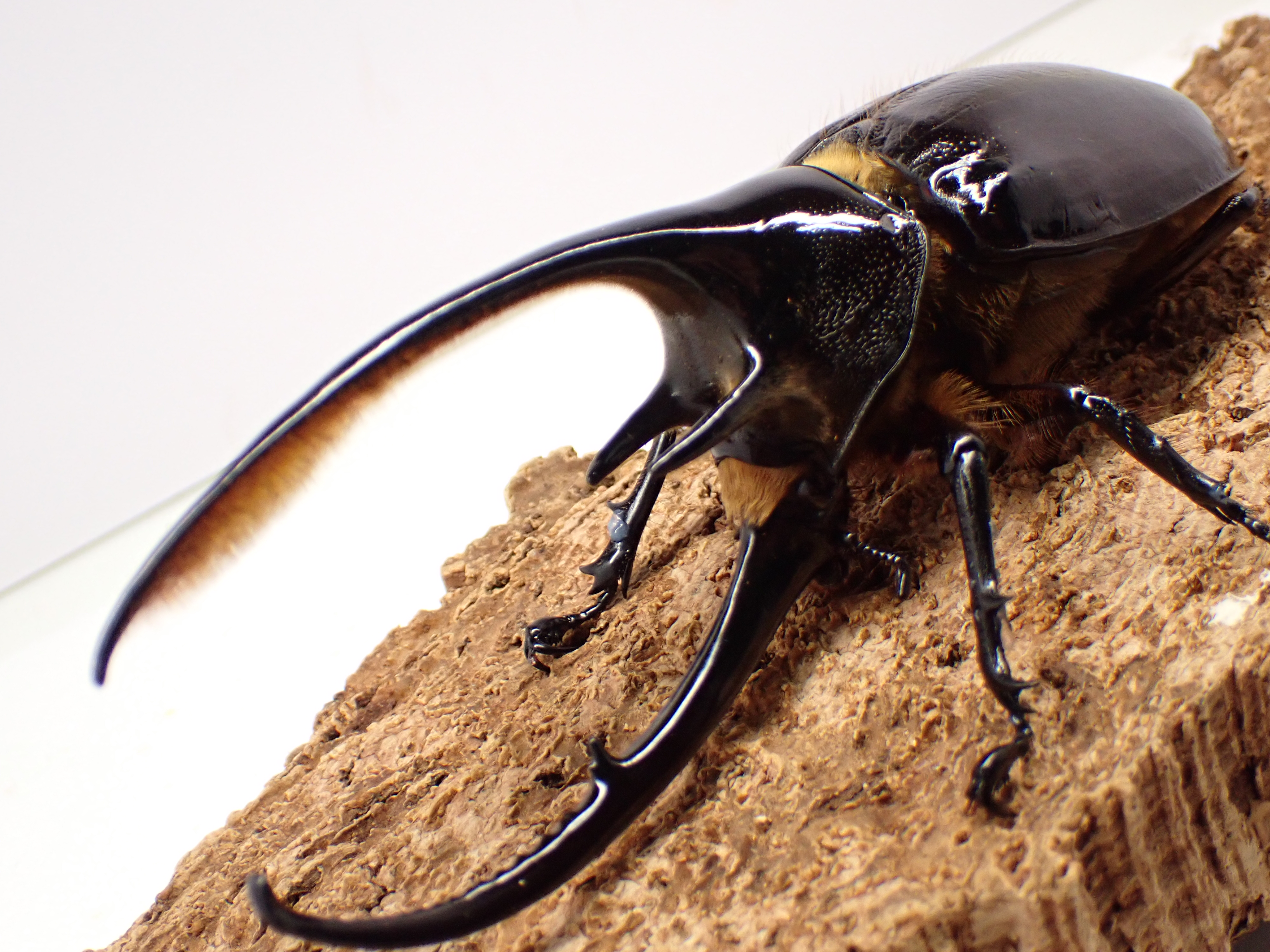 ネプチューンオオカブト　ペア