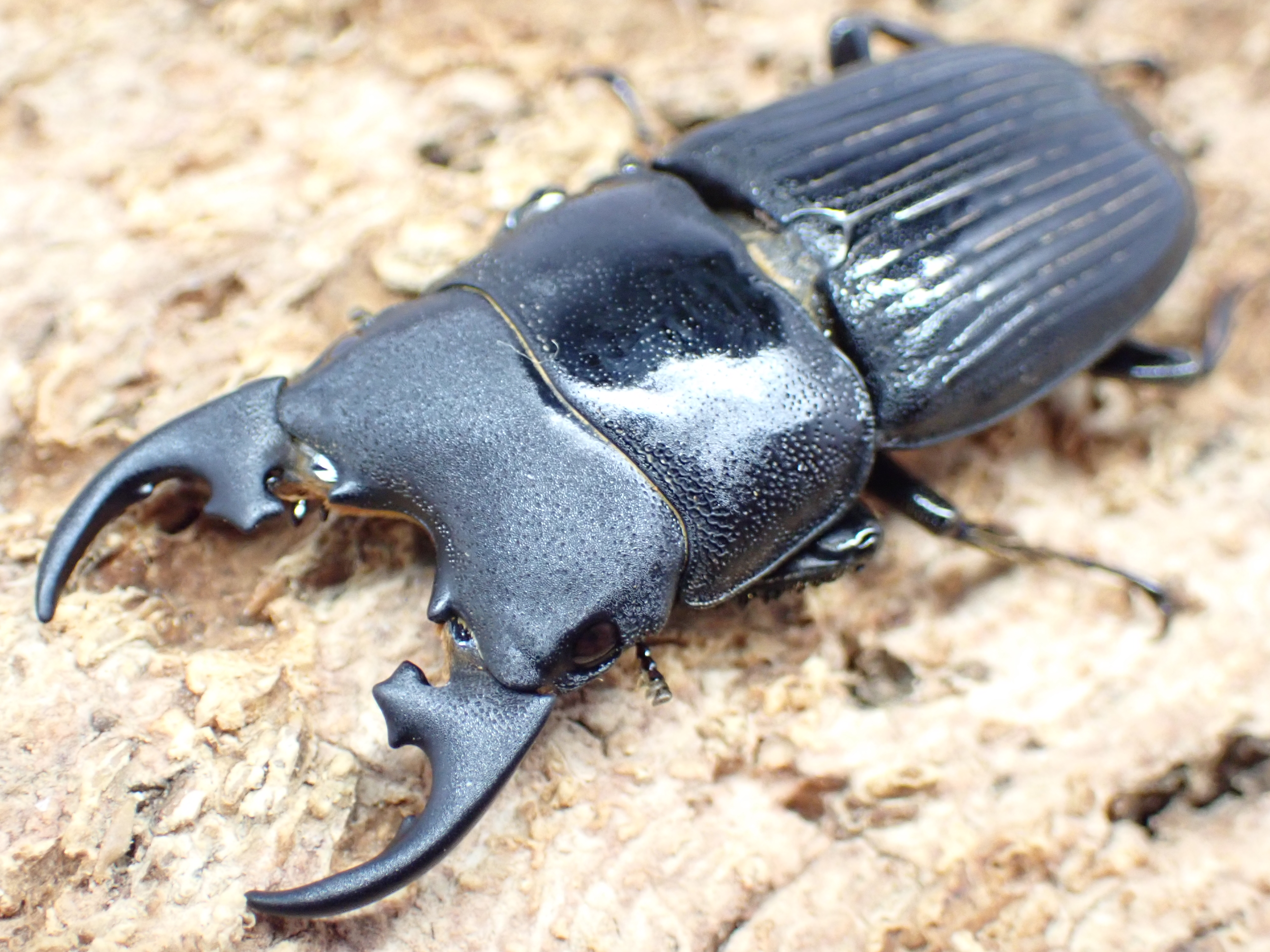 プラティオドンネブトクワガタ(leopoldi)　ペア