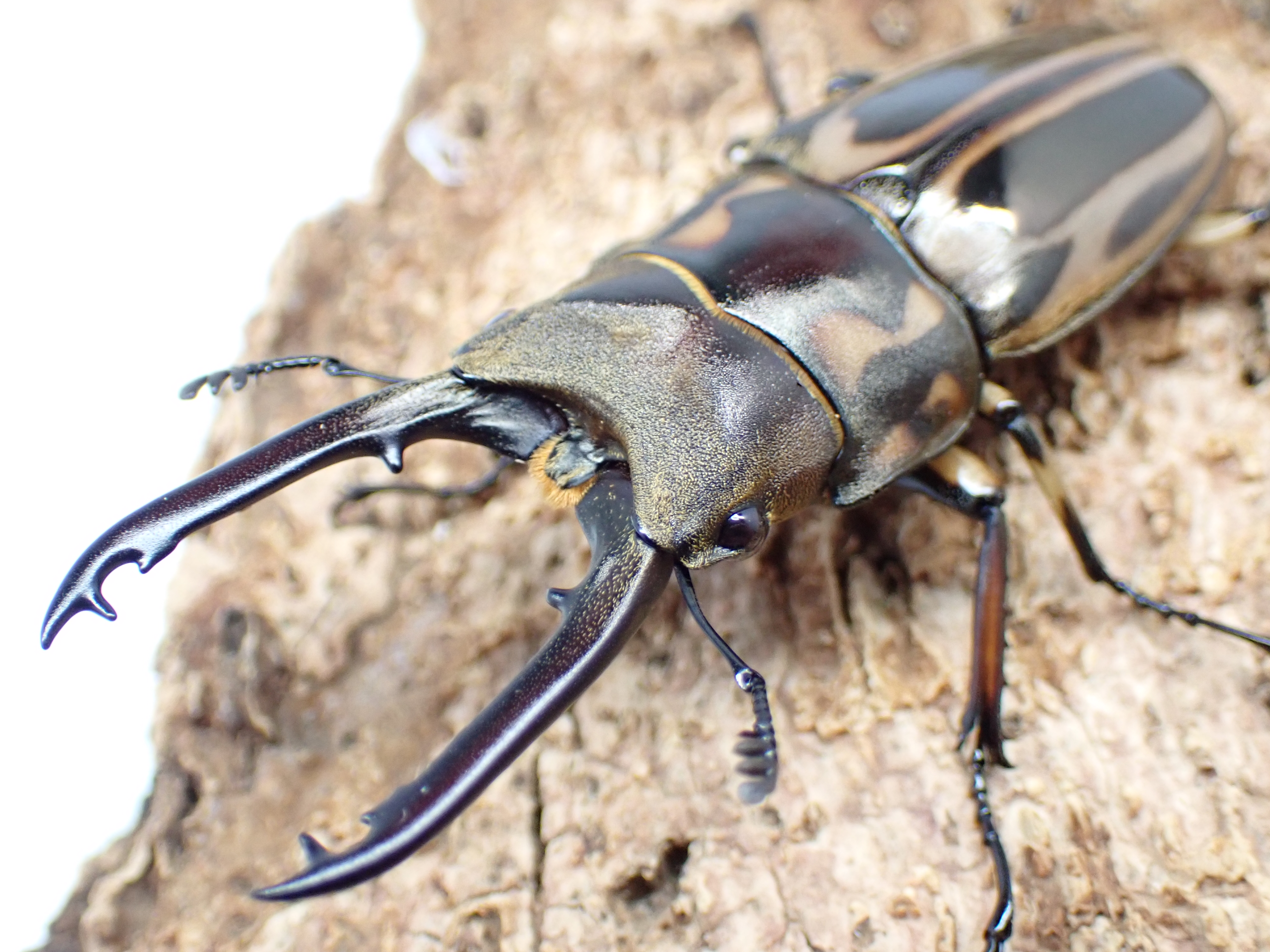 ゼブラノコギリクワガタ(原名亜種)　ペア