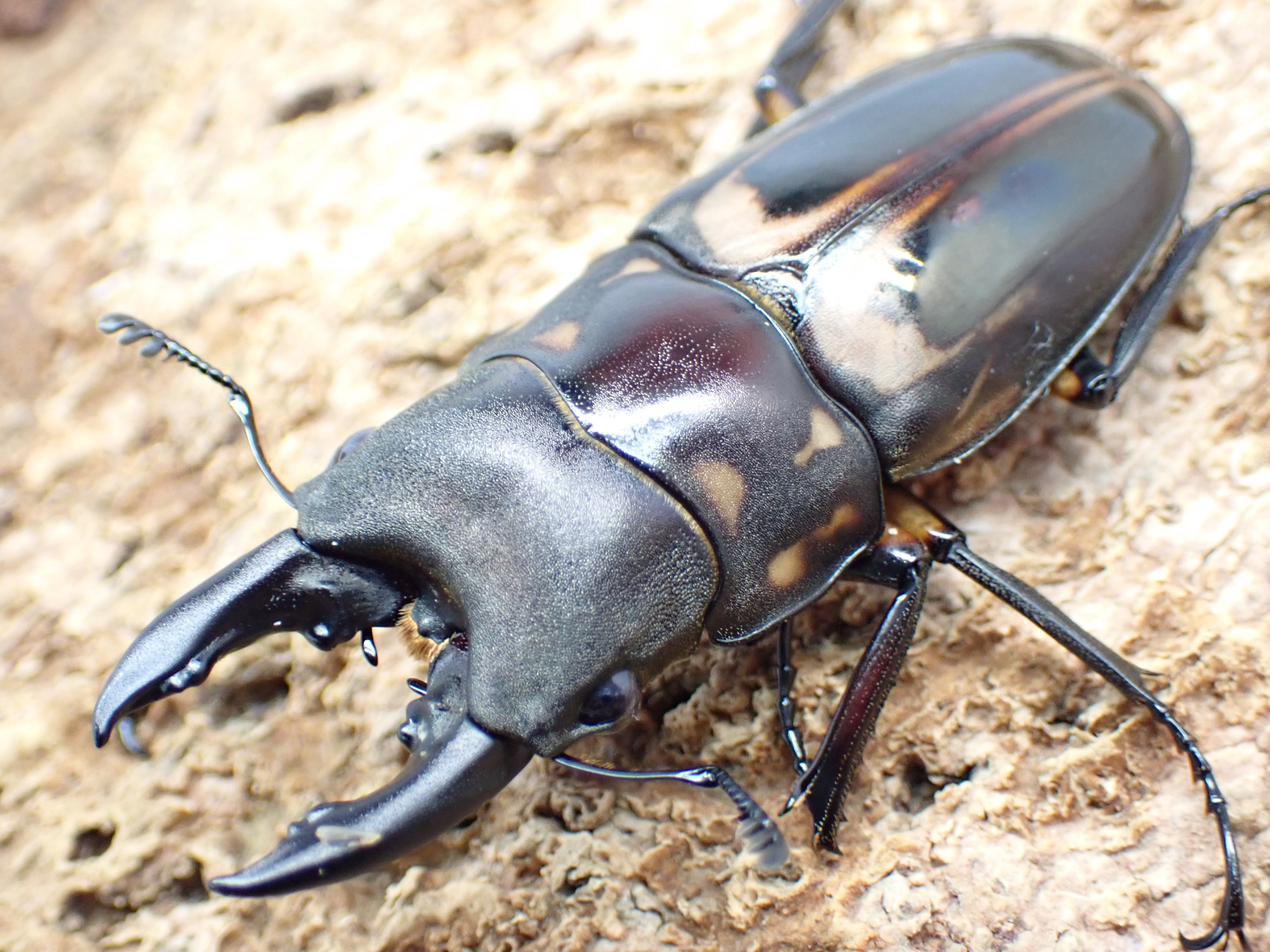 ゼブラノコギリクワガタ(luzonensis)　ペア