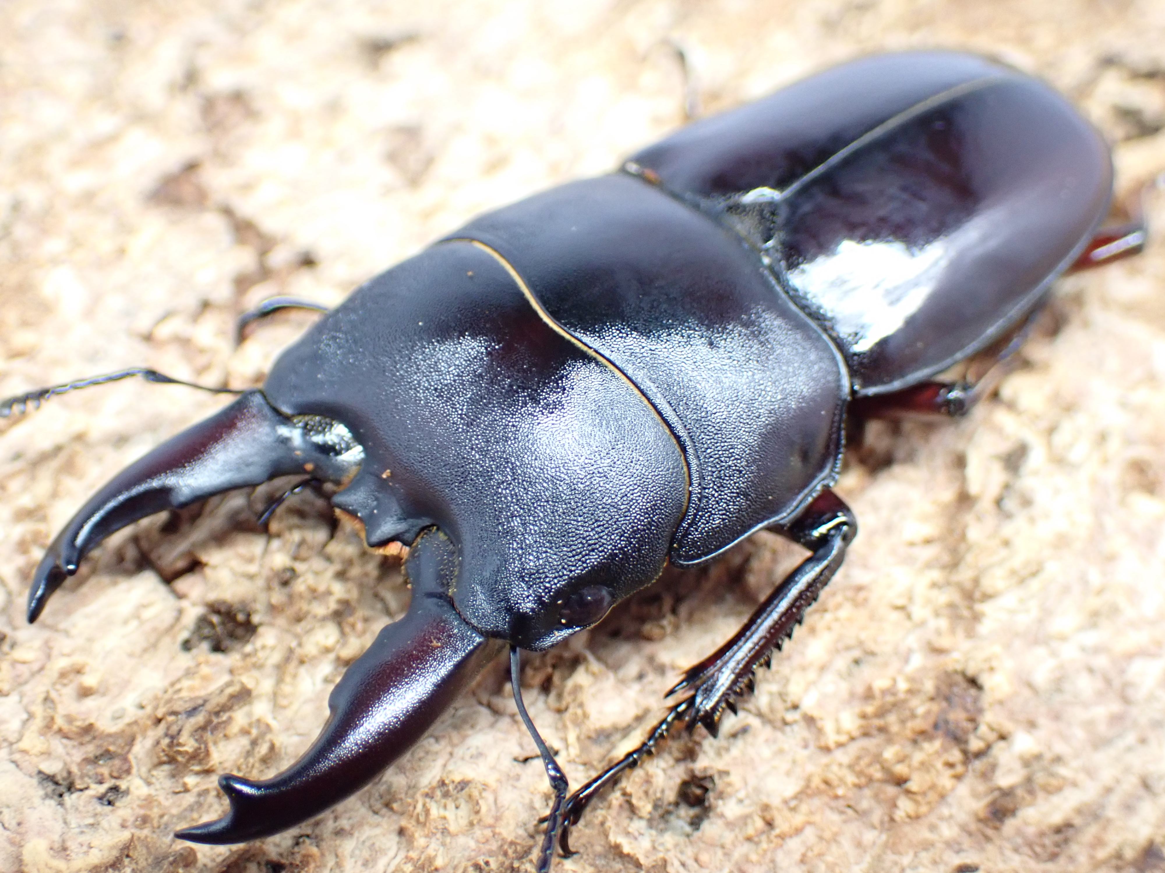 デタニヒラタクワガタ　ペア