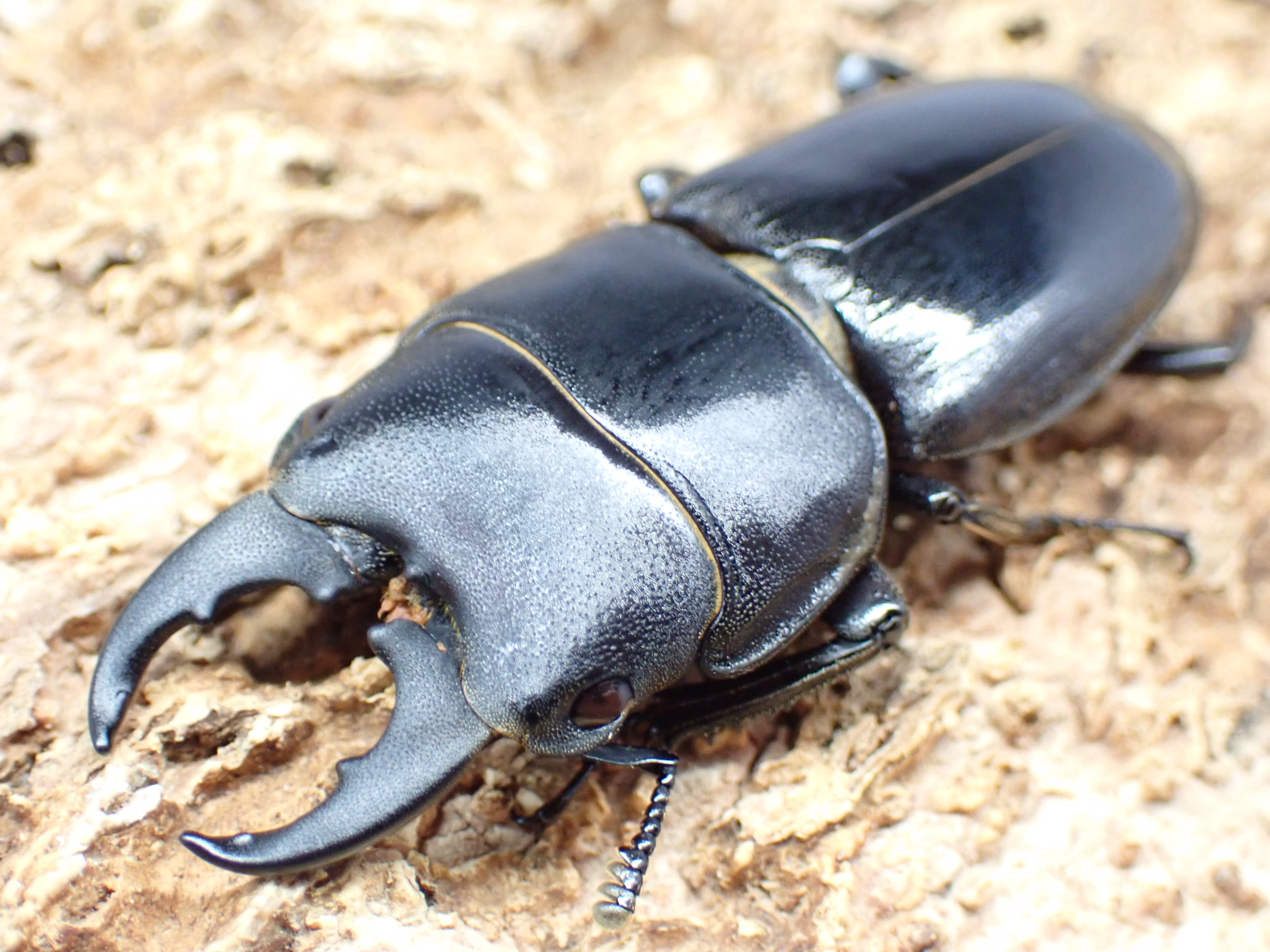 ミラビリスヒラタクワガタ　ペア