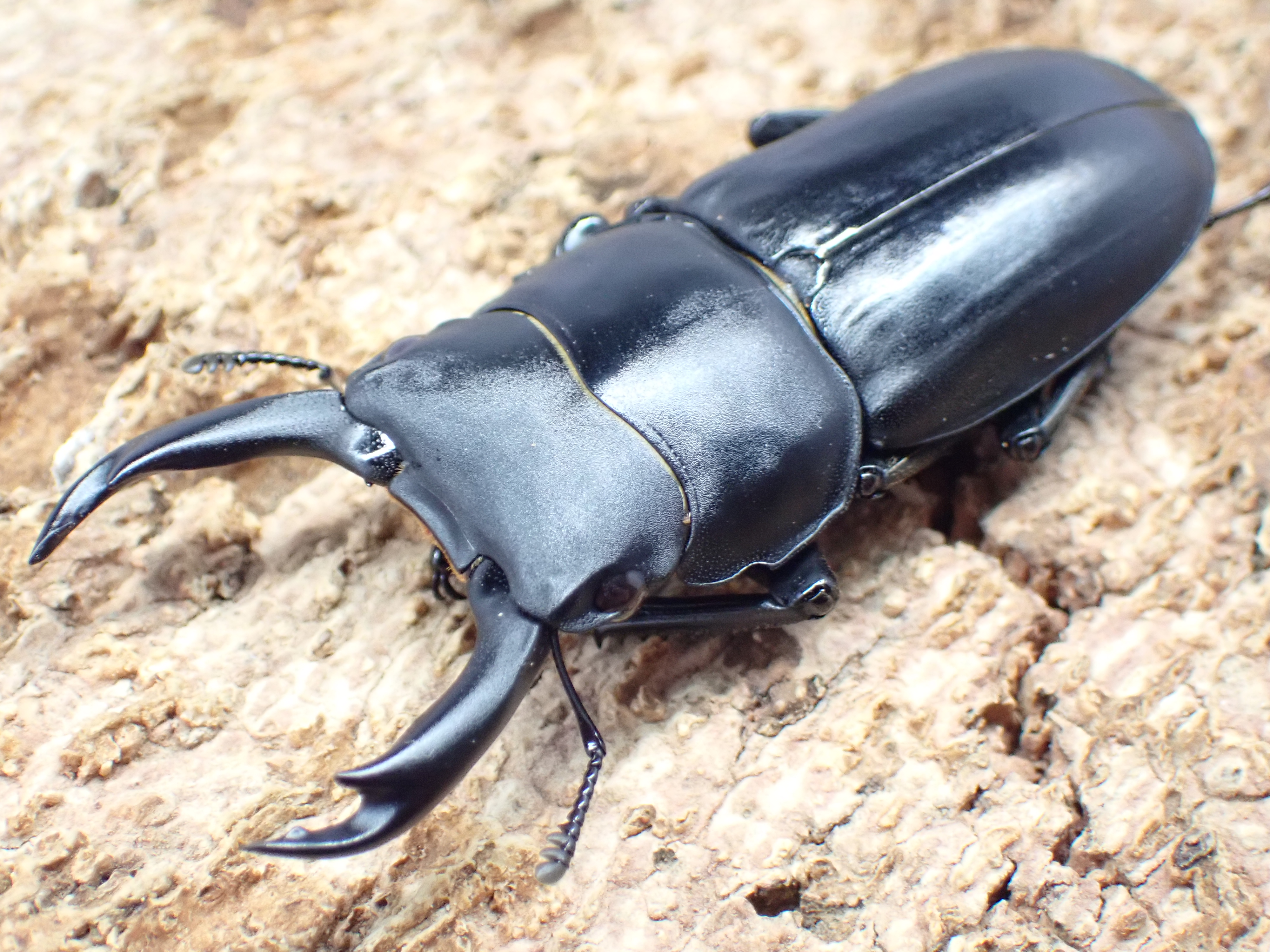 【WF1】ビキヌスコクワガタ　(1♂2♀トリオ)