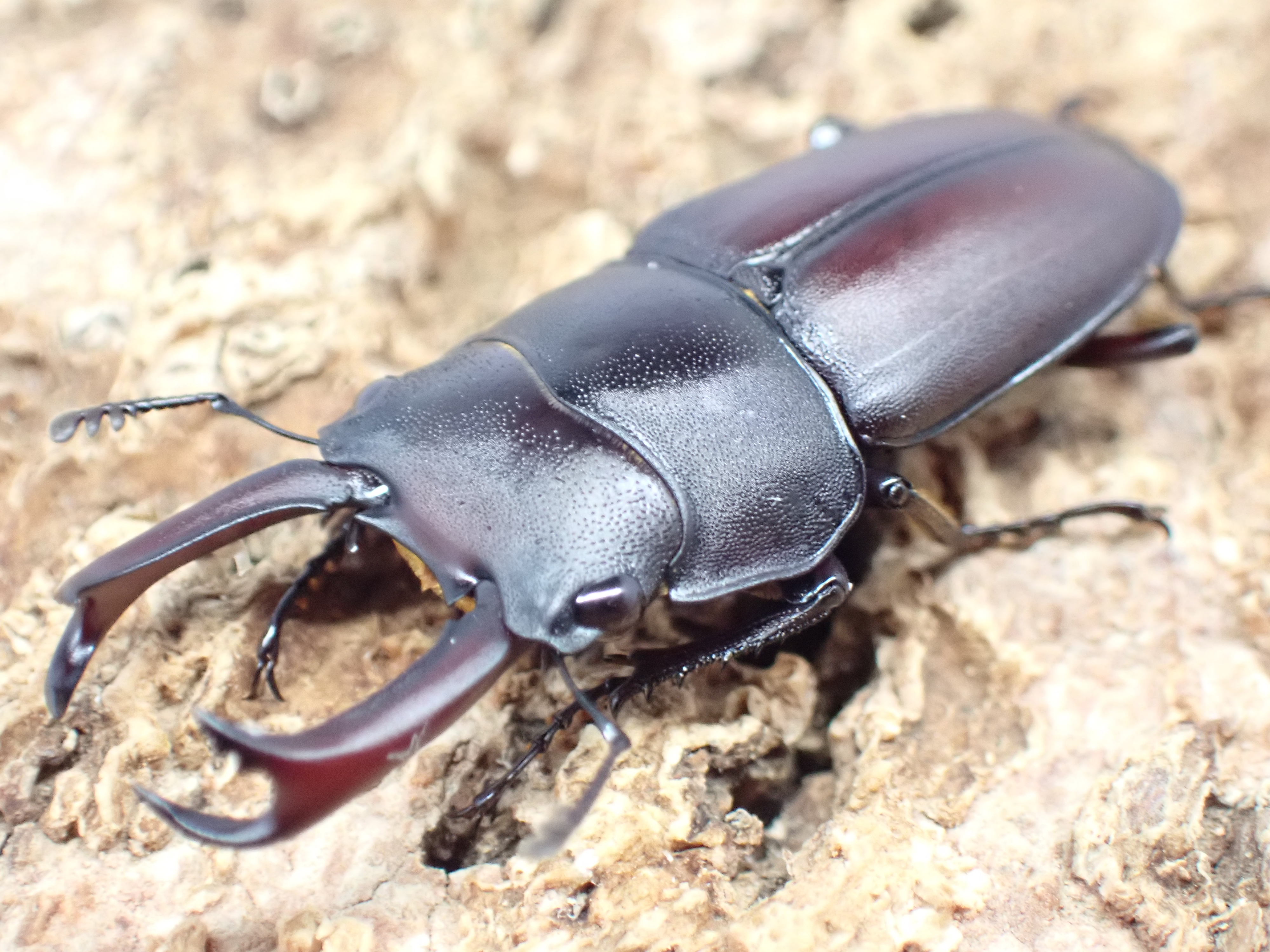 【WF1】セグーコクワガタ　ペア