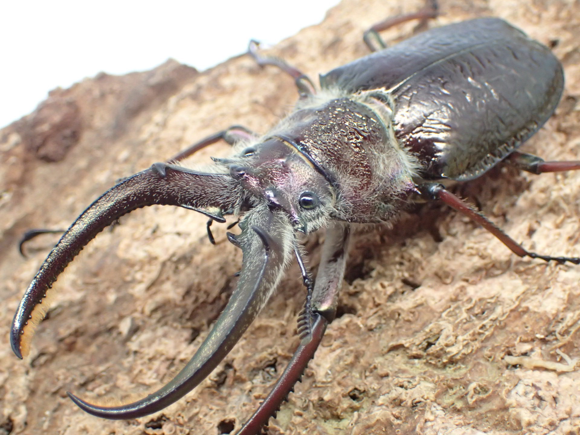 【WF1】ギガンテウスシワバネクワガタ幼虫　3頭セット