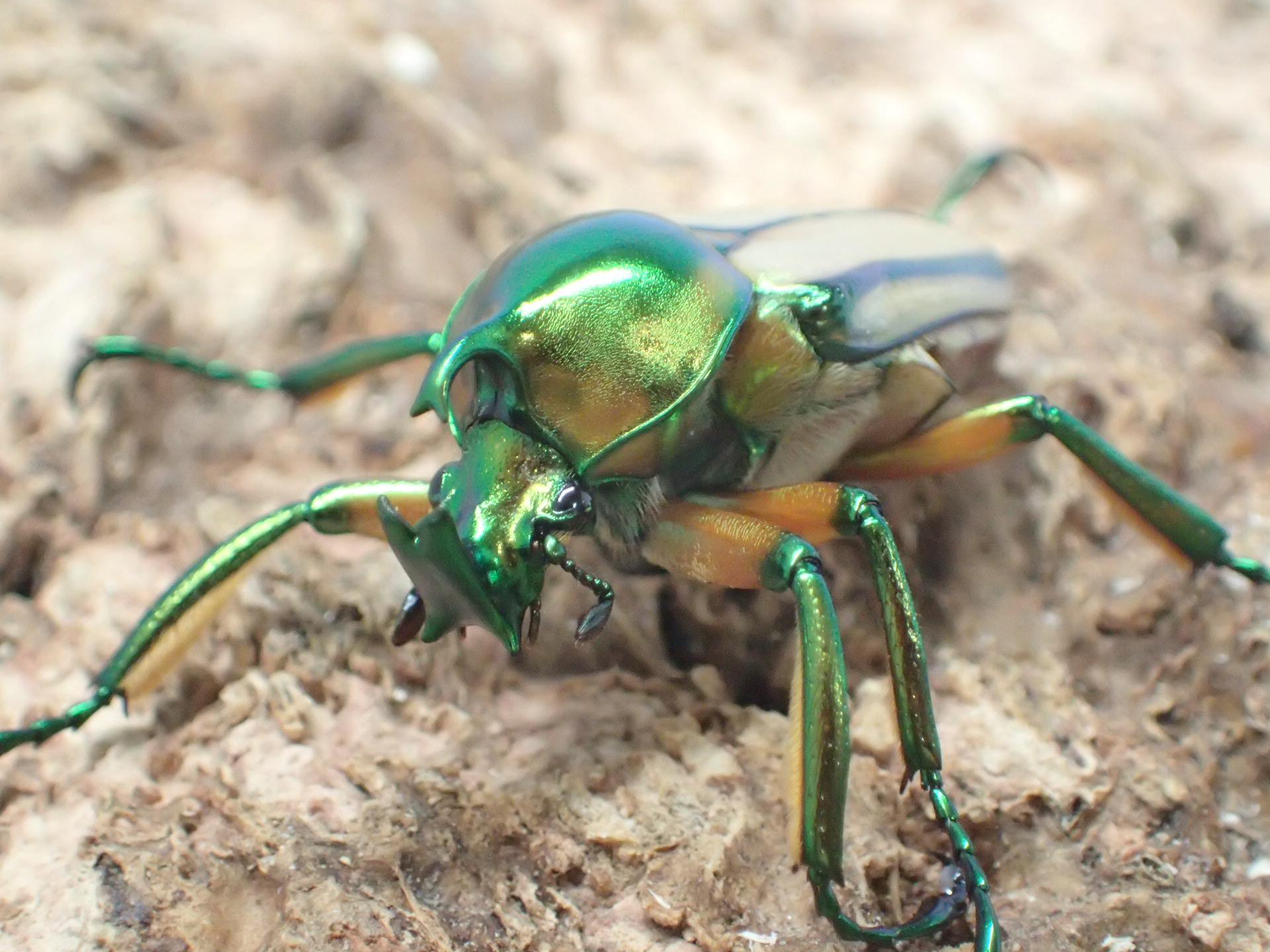 【WF1】セブヒメカブトハナムグリ(kachikun)　メス単品
